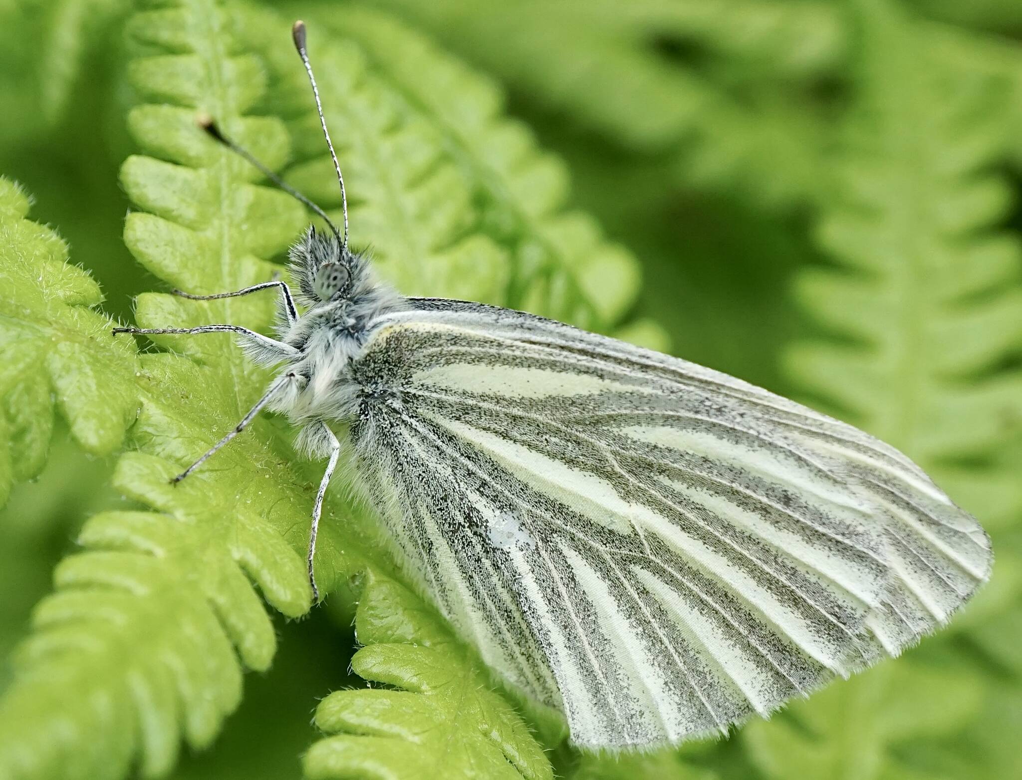 A white butterfly rests upon a fern Saturday at Prince of Wales Island. (Courtesy Photo / Marti Crutcher)