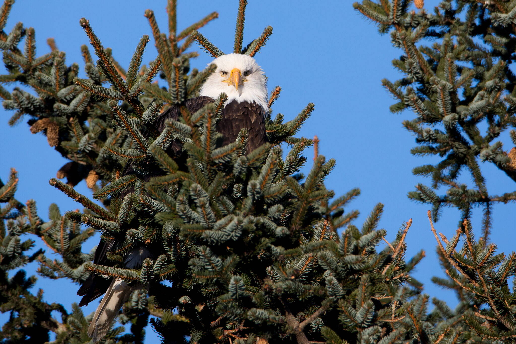 A bald eagle is seen on Feb. 6, 2018, perched in a tree in the Kodiak National Wildlife Refuge. Bald eagles are near the top of the list of bird species in Alaska that have been killed by the currently circulating strains of highly pathogenic avian influenza. (Photo by Lisa Hupp/U.S. Fish and Wildlife Service)