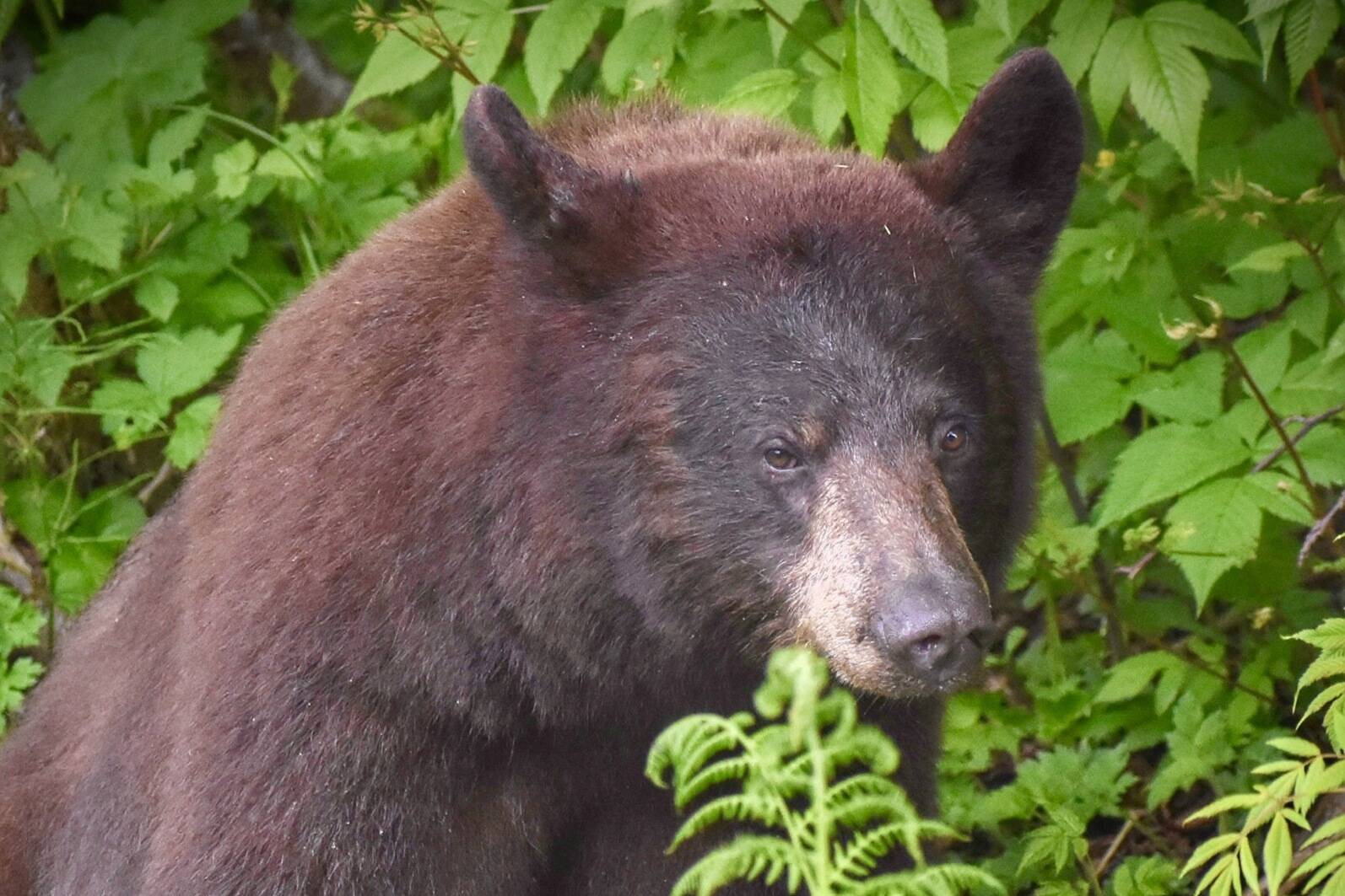 Cinnamon-colored Juneau black bear watching cars drive by out the road at the 20 mile marker on Friday, June 2. (Courtesy Photo / Virginia Kelly)