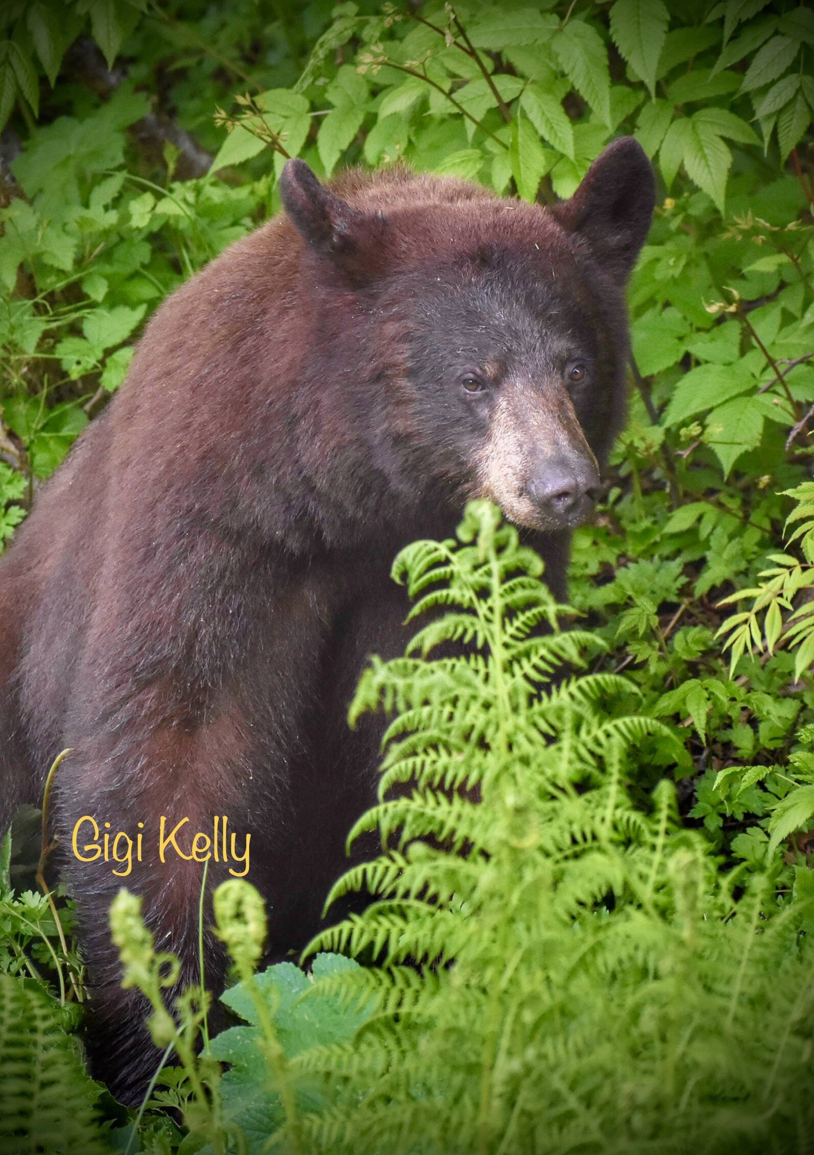 Courtesy Photo / Virginia Kelly
A cinnamon-colored Juneau black bear watches cars drive by at the 20 mile marker on Friday, June 2.
