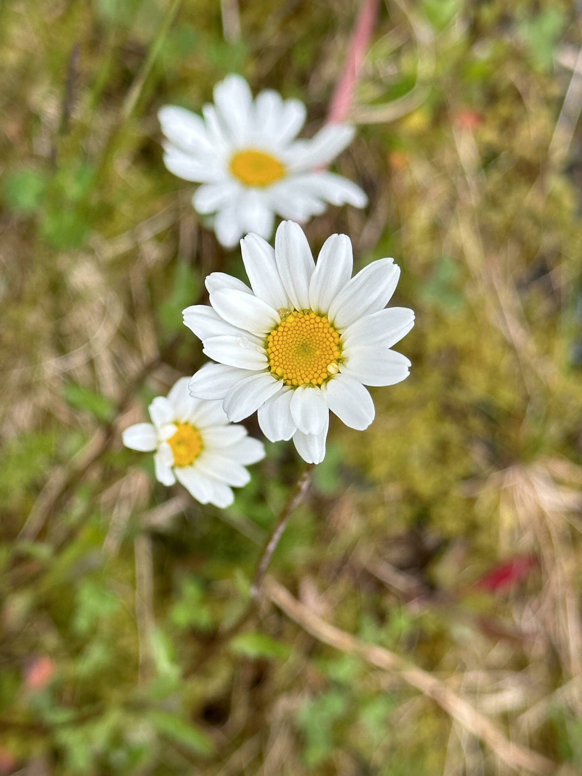 Courtesy Photo / Deana Barajas
Daisies starting to bloom near Twin Lakes on Monday, June 5.