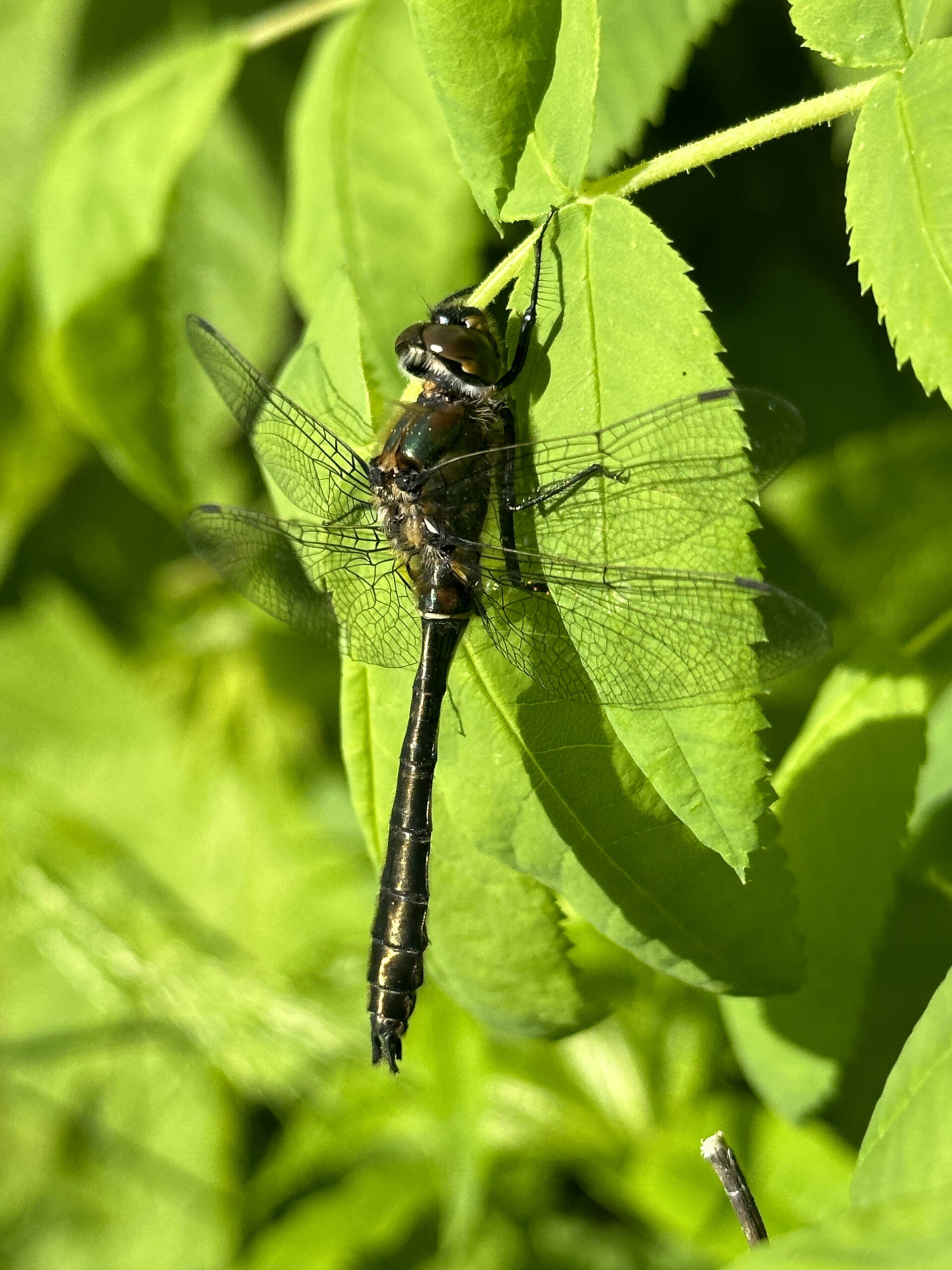 `Courtesy Photo / Deana Barajas
A dragonfly basks in the sun at Kingfisher Pond on Wednesday, June 7.