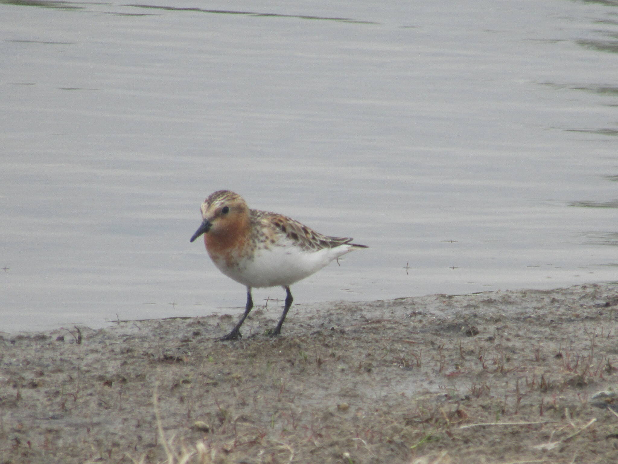 A red-necked stint feeds at Tanana Lakes Recreation Area in south Fairbanks. (Courtesy Photo / Hazel Sutton)