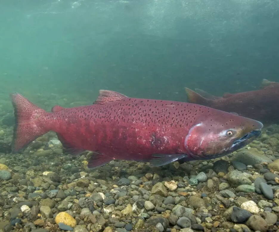 A Chinook salmon is seen in an undated photo. (Photo by Ryan Hagerty/USFWS)