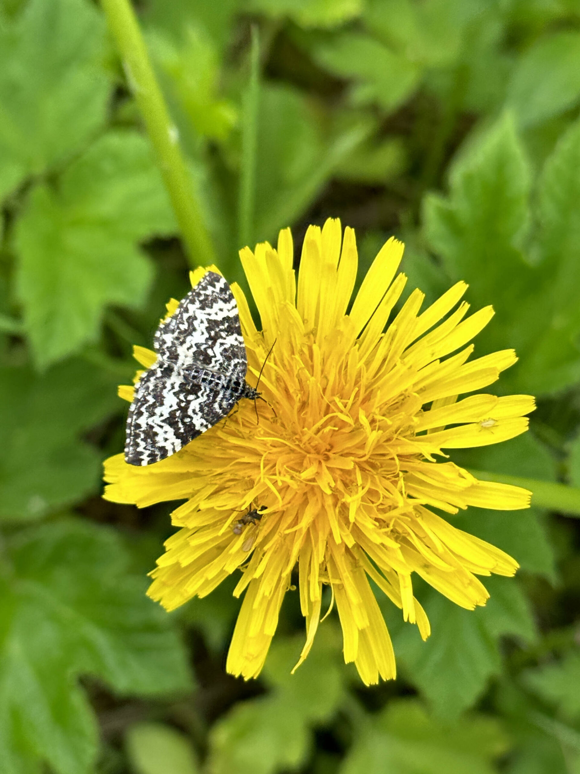 A moth on a wildflower along the Point Bridget Trail on June 10. (Courtesy Photo / Deana Barajas)