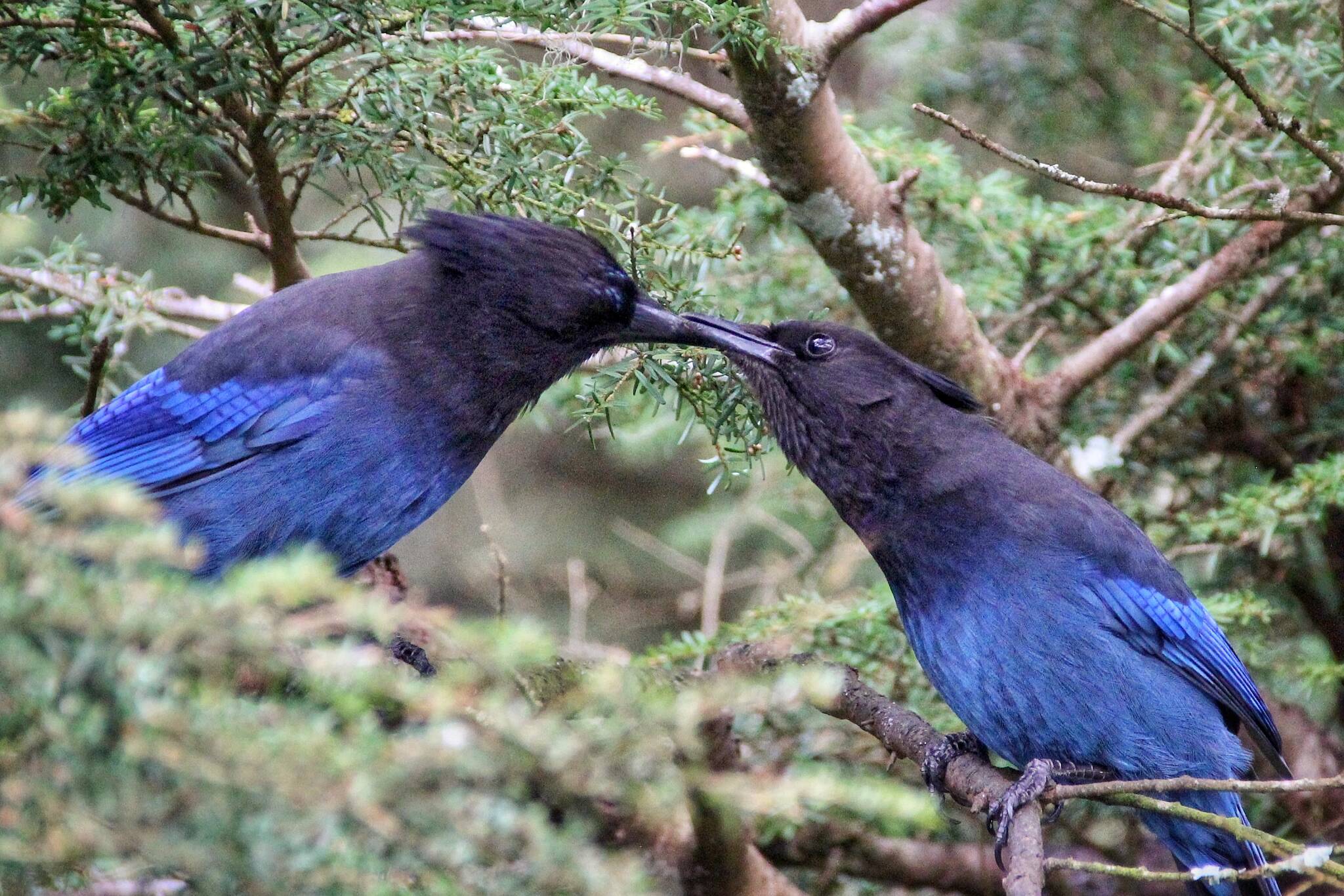 Stellar’s Jays kissing in a tree May 3 in the North Tee Harbor area. (Courtesy Photo / Glenn Ramsey)
