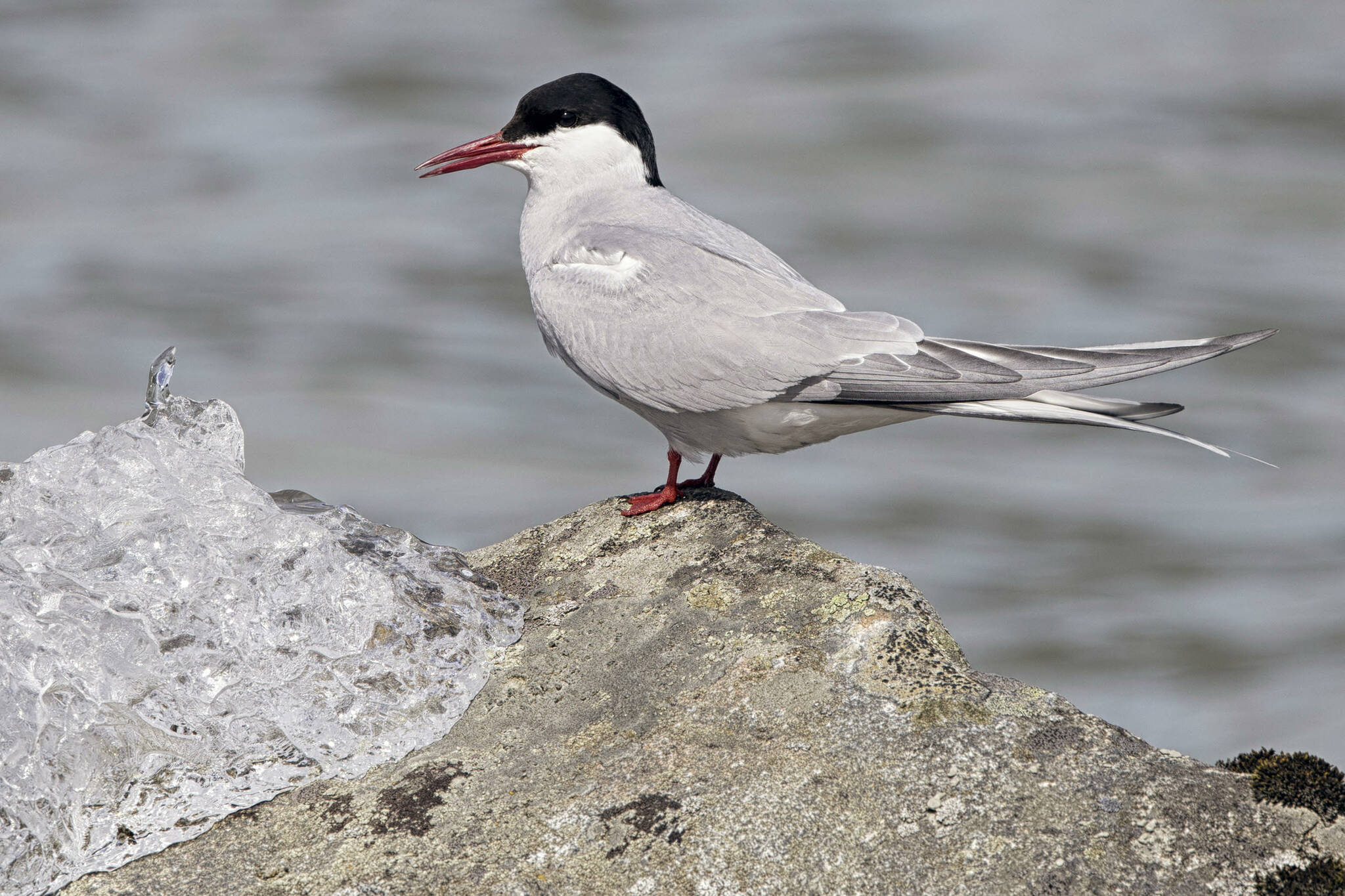 Arctic Tern (Sterna paradisaea) with glacial ice on shore of Mendenhall Lake on June 7. (Courtesy Photo / Kenneth Gill, gillfoto)