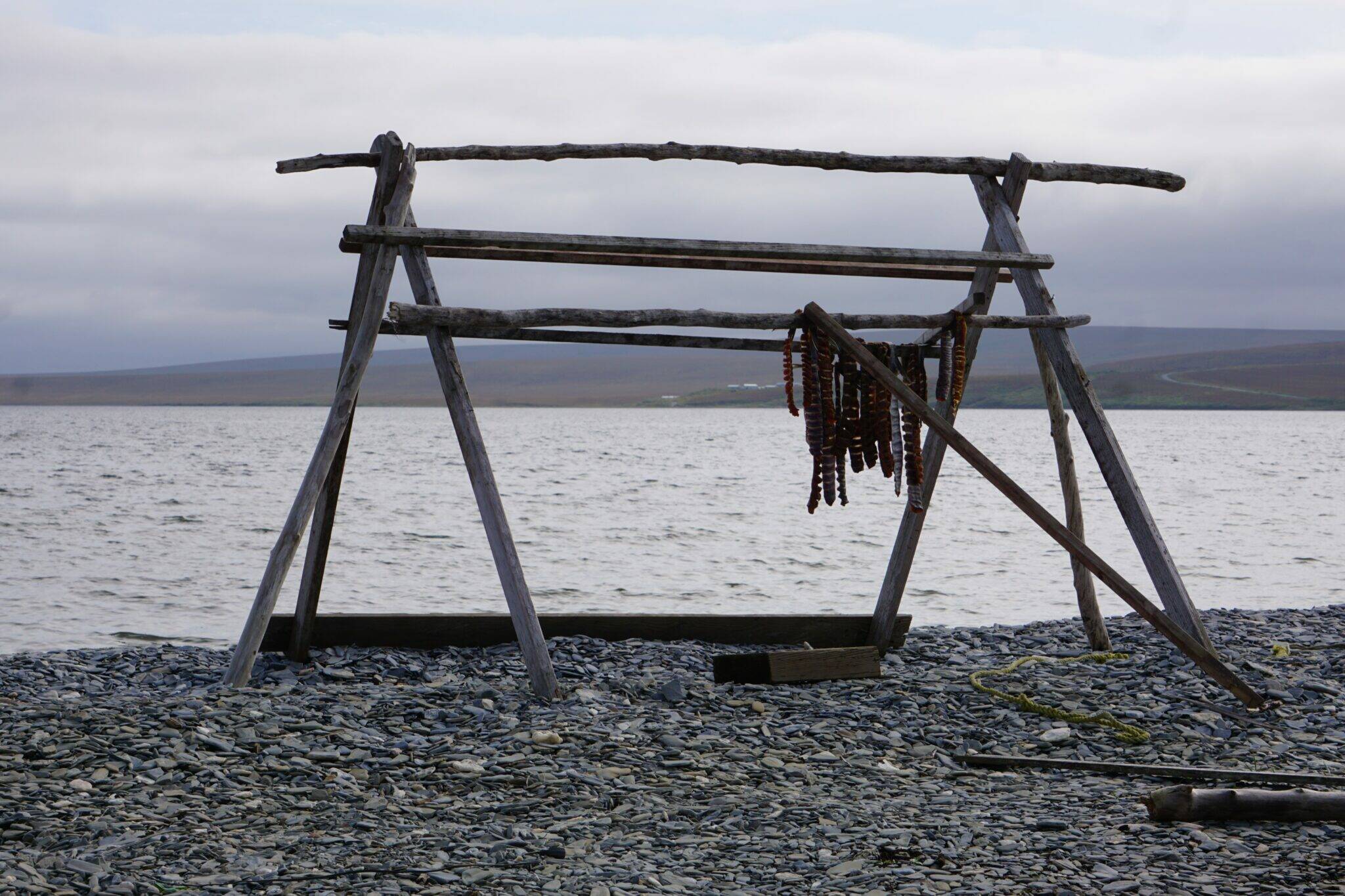 Salmon dries on a traditional rack on the beach in the Seward Peninsula village of Teller on Sept. 2, 2021. Salmon is a dietary staple for Indigenous residents of Western Alaska, and poor runs have created hardship. A new Alaska salmon task force mandated by federal law is now appointed and charged with producing a science plan within a year. (Photo by Yereth Rosen/Alaska Beacon)