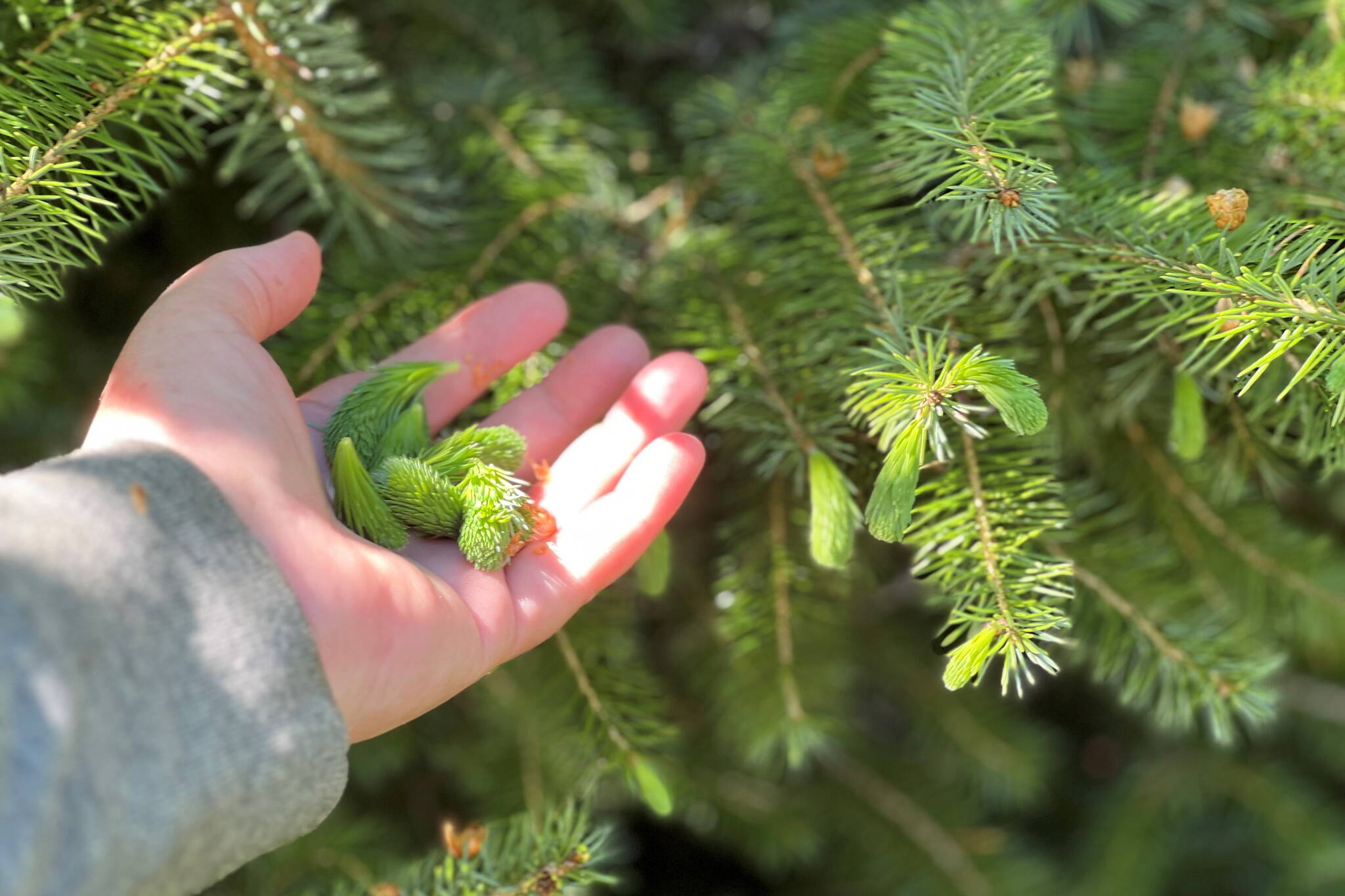 Picking spruce tips in Wrangell. (Photo by Vivian Faith Prescott)