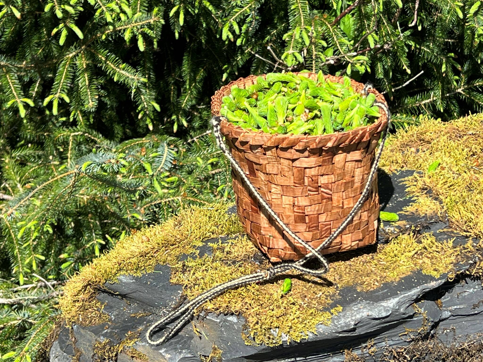 Basketful of spruce tips, cedar basket woven by Faye Kohrt in Wrangell. (Photo by Vivian Faith Prescott)