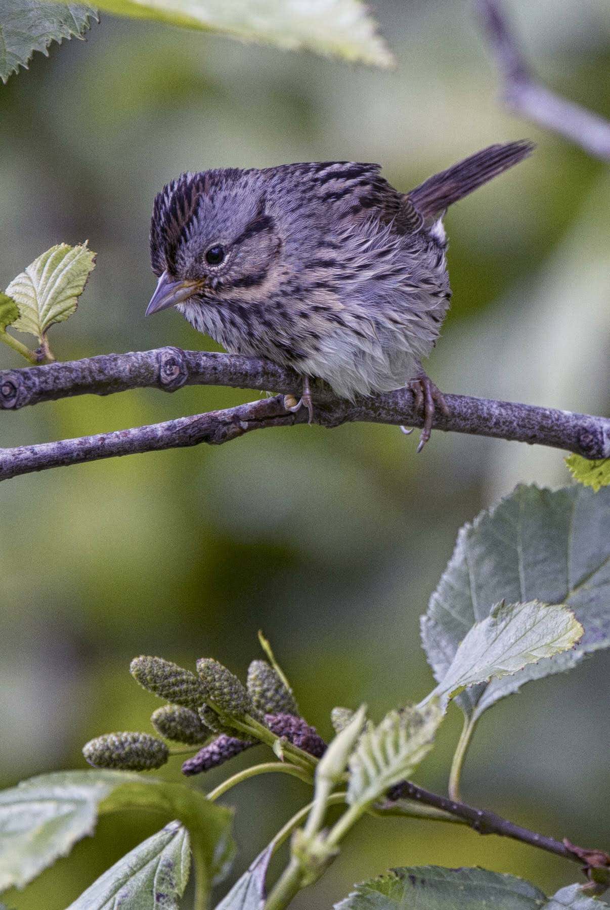 A Song Sparrow in the woods near the Mendenhall Golf Course on June 14. (Courtesy Photo / Kenneth Gill, gillfoto)