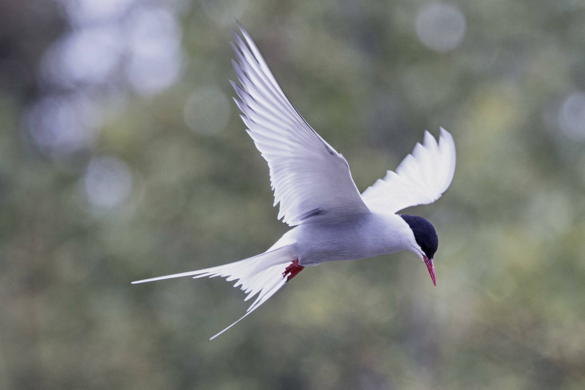 Arctic Tern (Sterna paradisaea) hovering over a possible snack at Mendenhall Lake on June 13. (Courtesy Photo / Kenneth Gill, gillfoto)