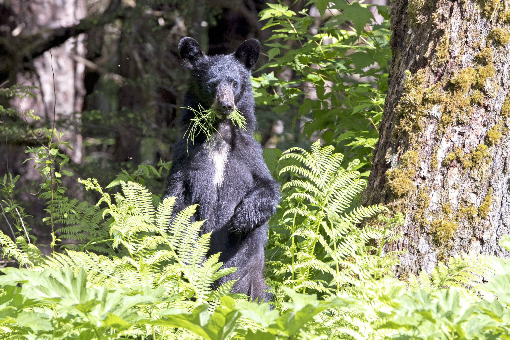 Young black bear alerted by loud motor vehicle while having lunch out the road on June 17. (Courtesy Photo / Kenneth Gill, gillfoto)