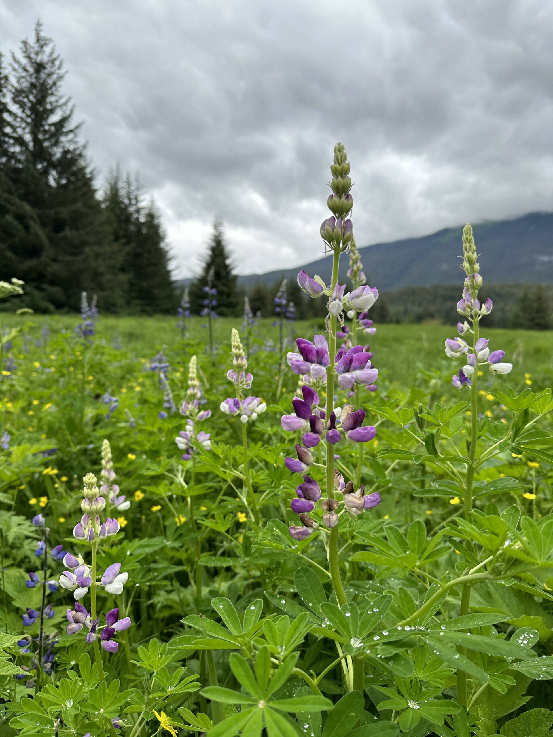 Pinkish lupine on the Point Bridget Trail on June 24. (Photo by Deana Barajas)