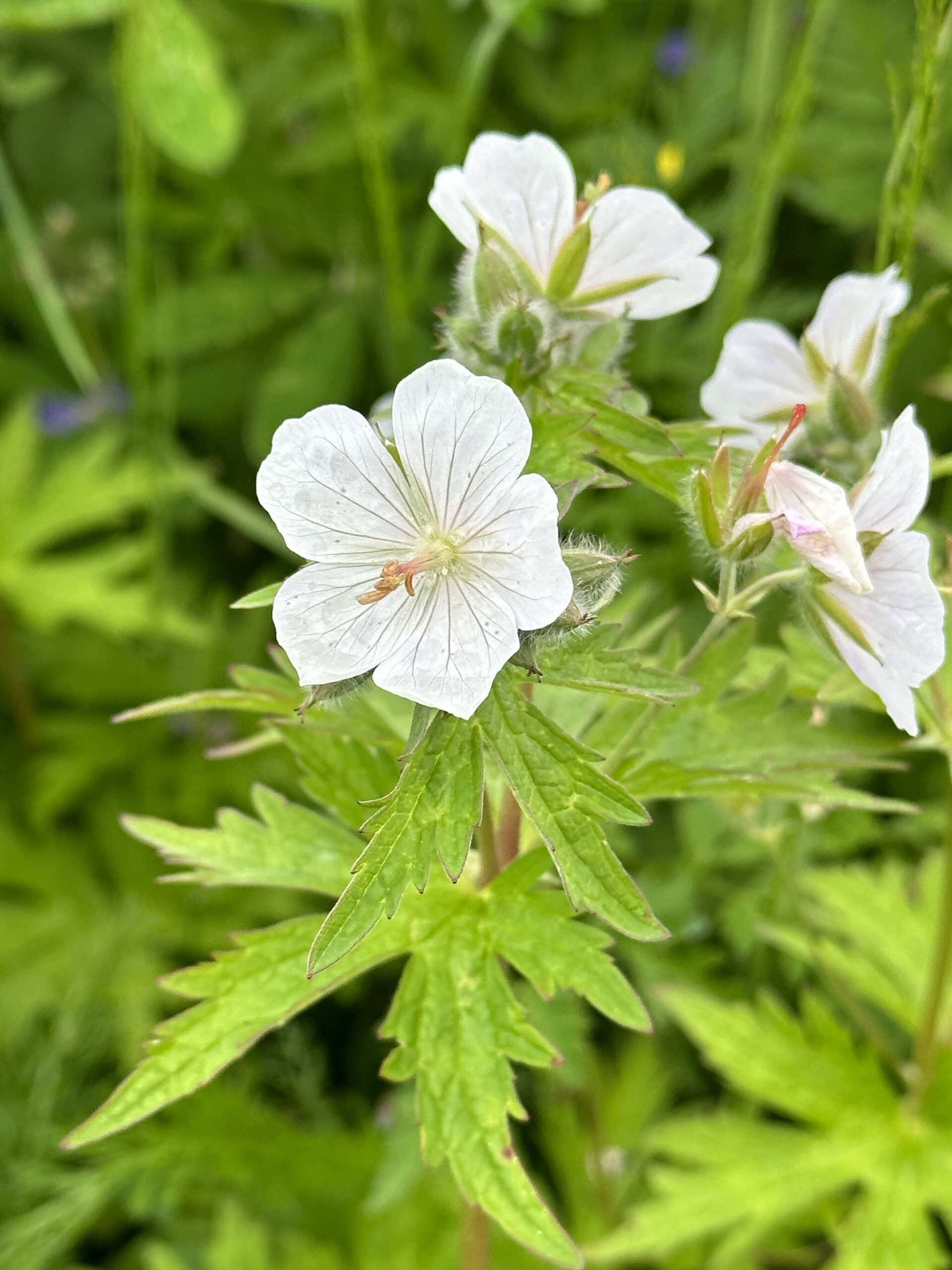 White geraniums on the Point Bridget Trail on June 24. (Photo by Deana Barajas)