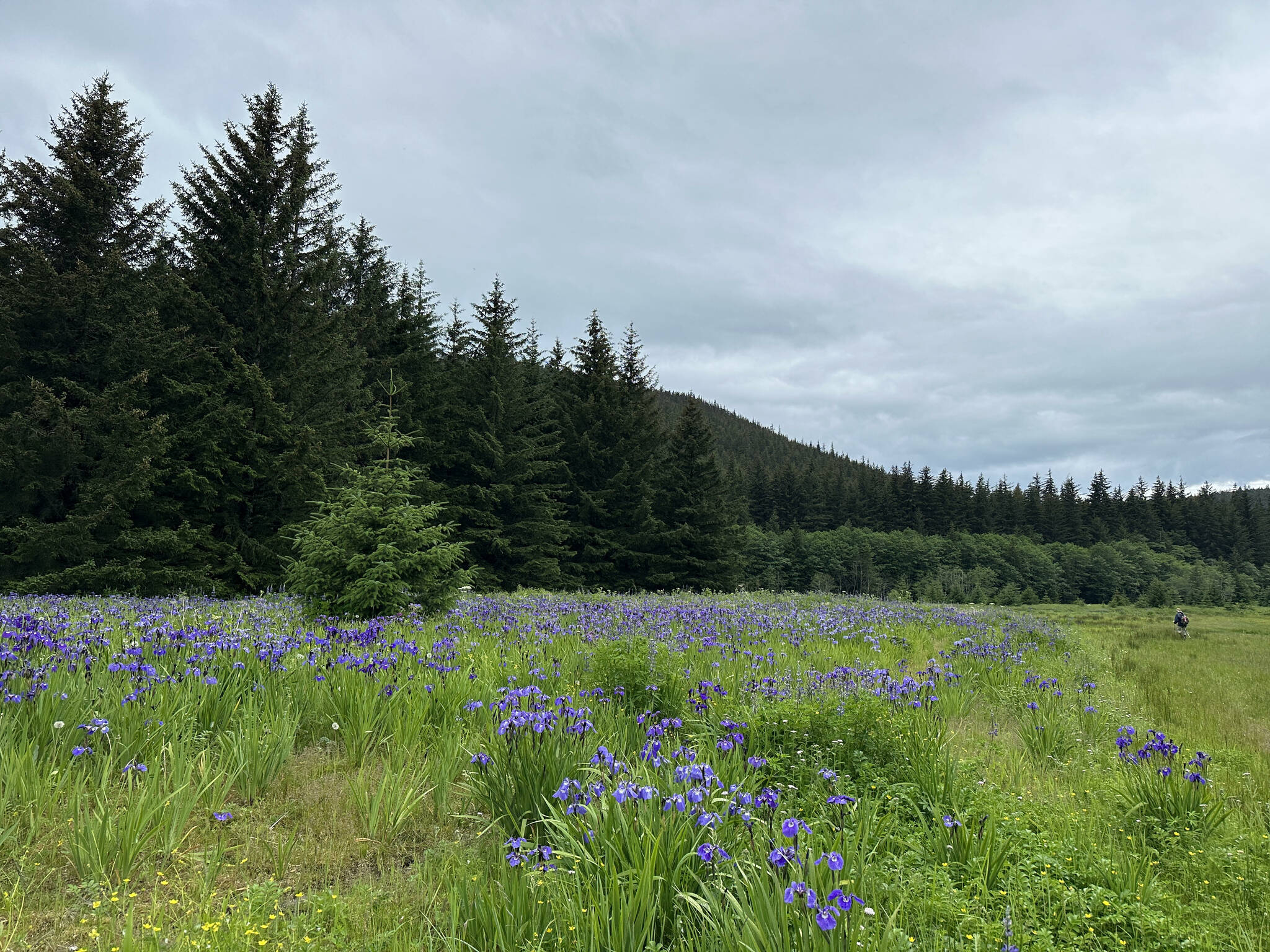 A meadow along on the Point Bridget Trail on June 24. (Photo by Deana Barajas)