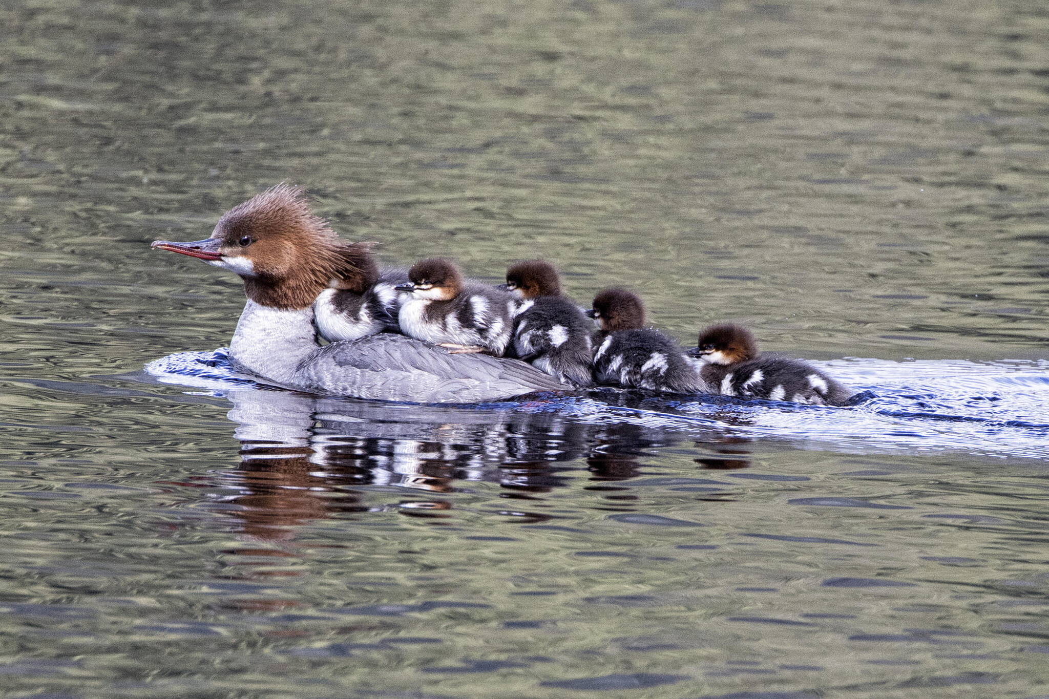 Common Merganser with five chics on Salt Chuck on June 17 in Juneau. (Courtesy Photo / Kenneth Gill, gillfoto)