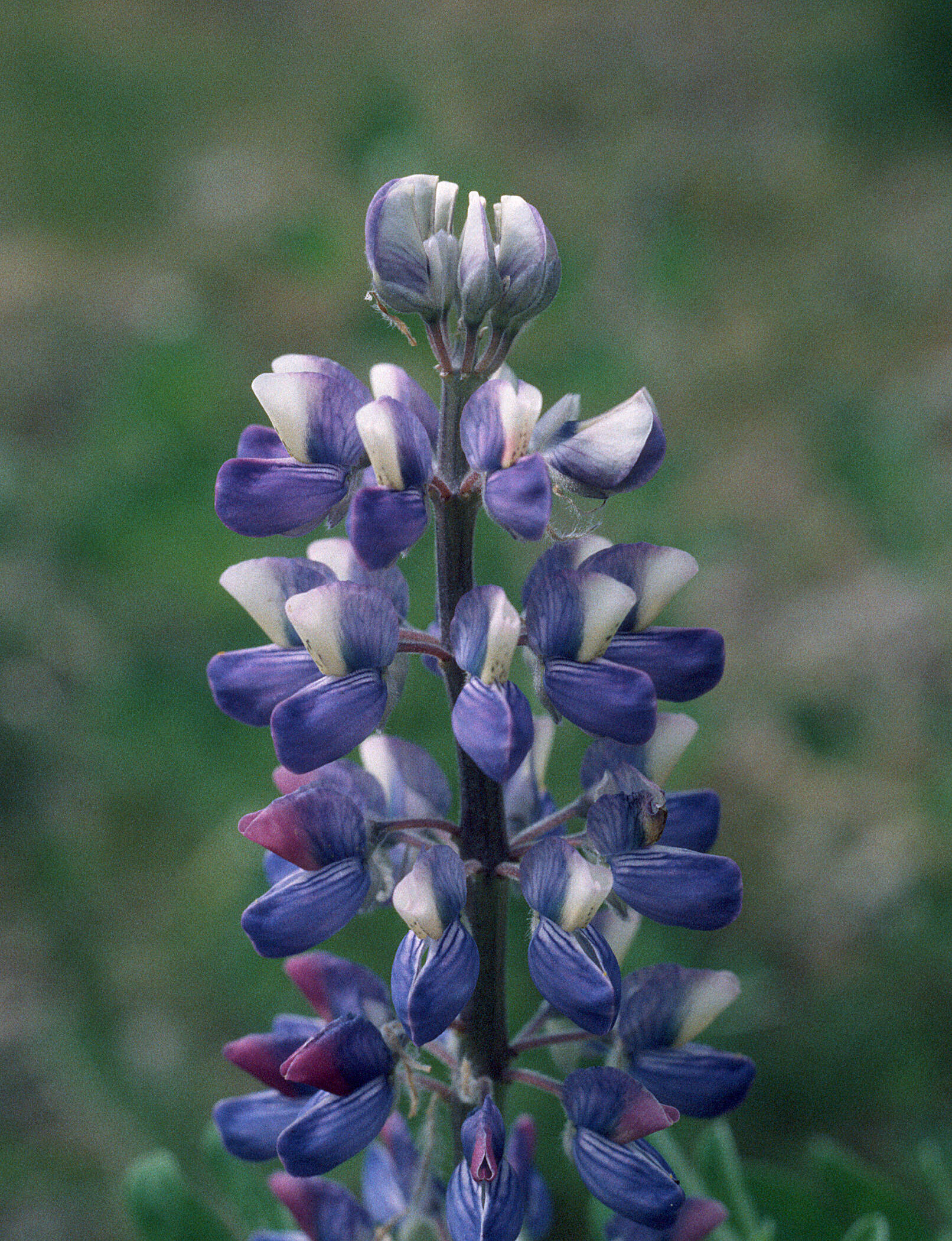 The upper petals of lupine flowers are whitish before they have been visited by bees, as a signal that pollen is still available; they turn dark after visitation. (Photo by Bob Armstrong)