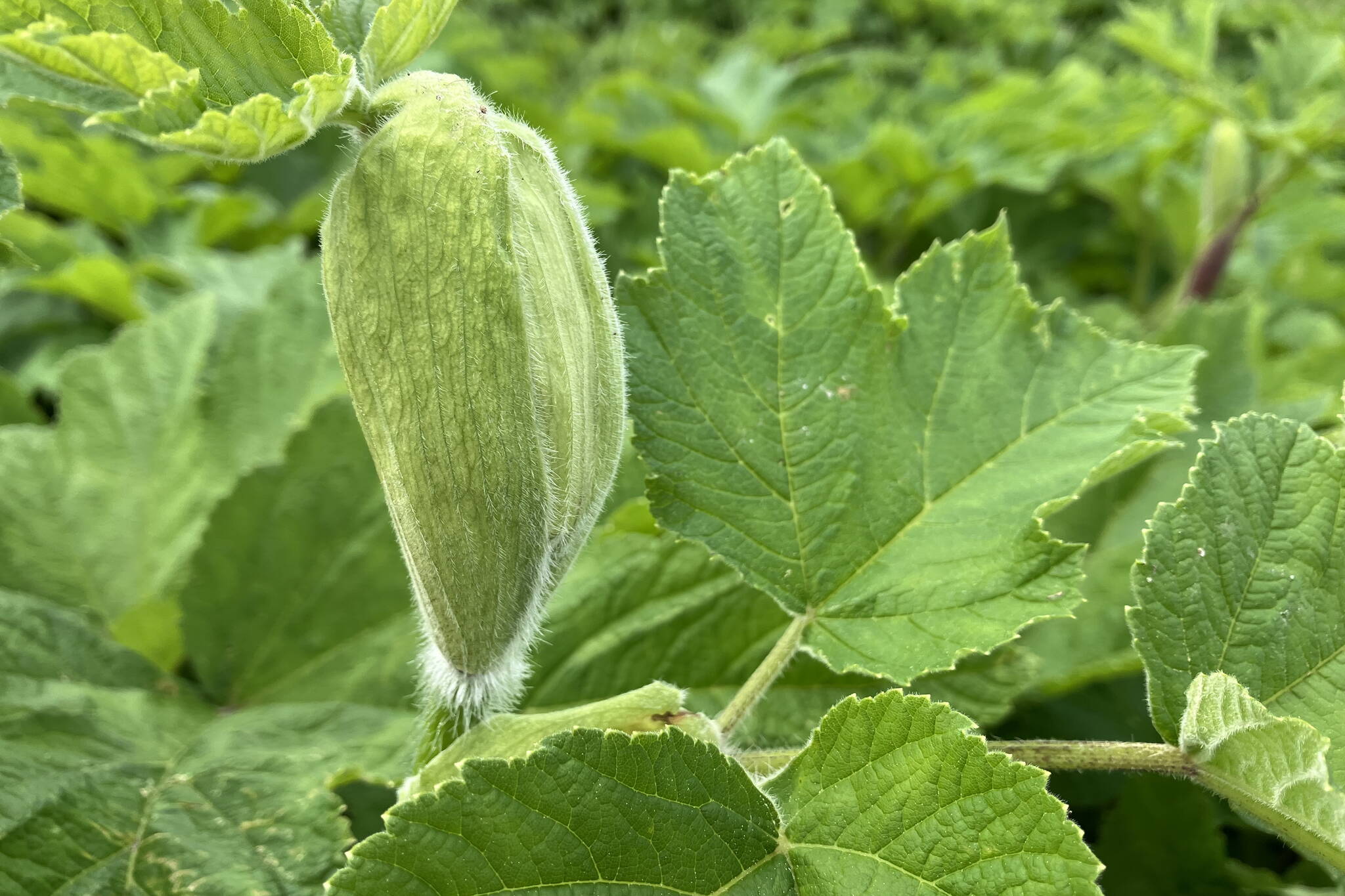 The inflorescences of cow parsnip are sheathed protectively, often with an attendant leaf that may emerge before the inflorescence, as shown here. (Photo by Mary F. Willson)
