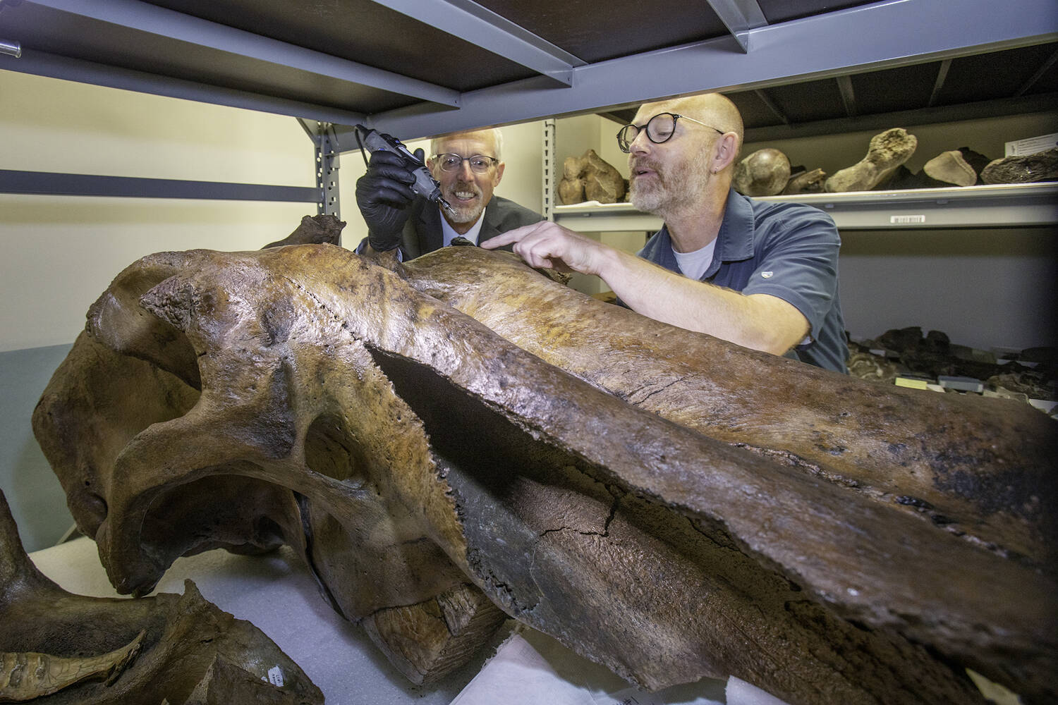 UAF Chancellor Dan White pretends to take a sample from a mammoth skull with the help of Matthew Wooller to promote the Adopt a Mammoth Program at the Museum of the North on the UAF campus on Aug. 5, 2022.