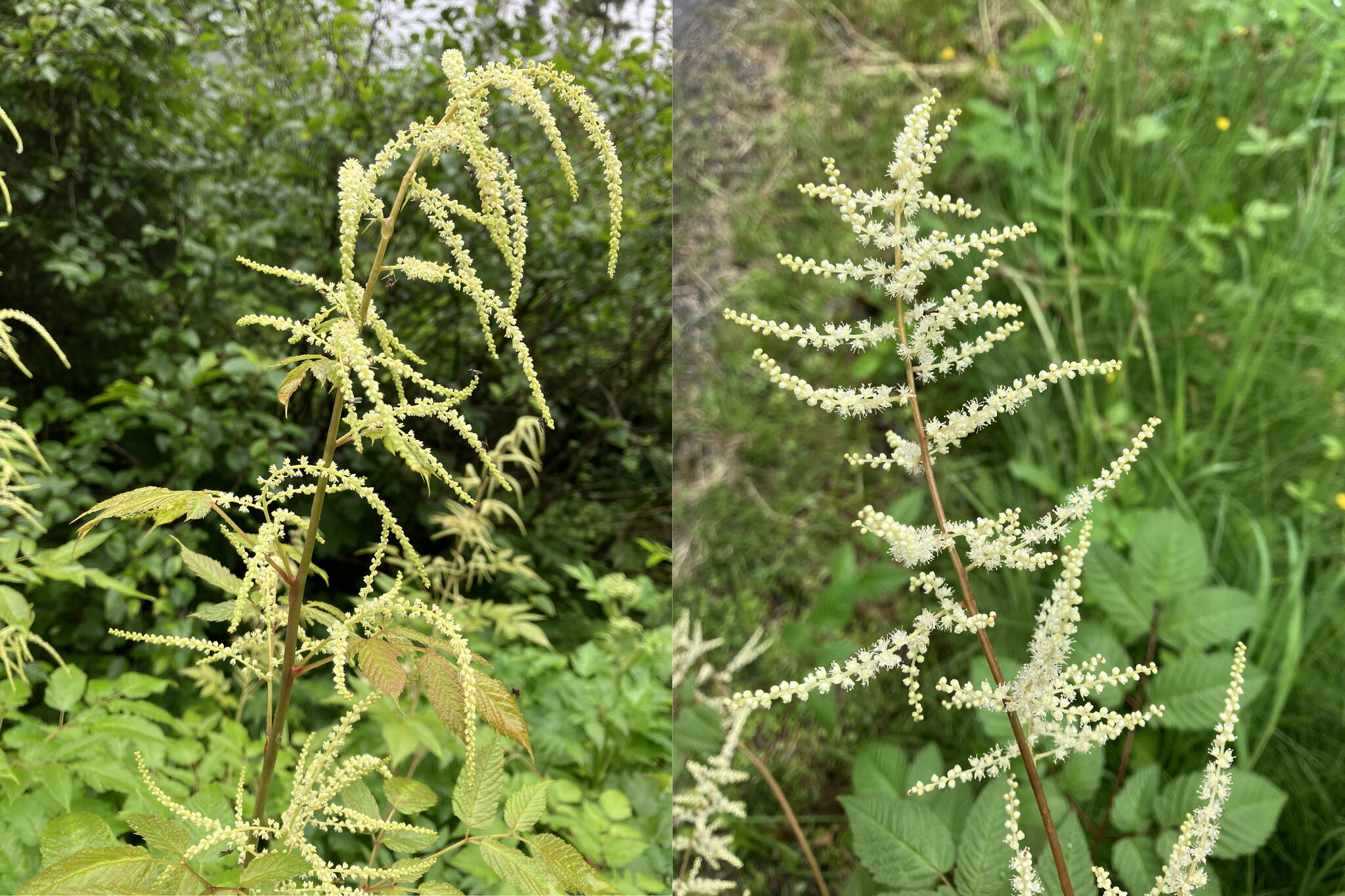 Photos by Mary F. Willson
Female goatsbeard flowers, left, are less conspicuous, so the inflorescence is less decorative. Male goatsbeard flowers, right, have visible stamens and slightly larger petals than females, making the inflorescence showy.