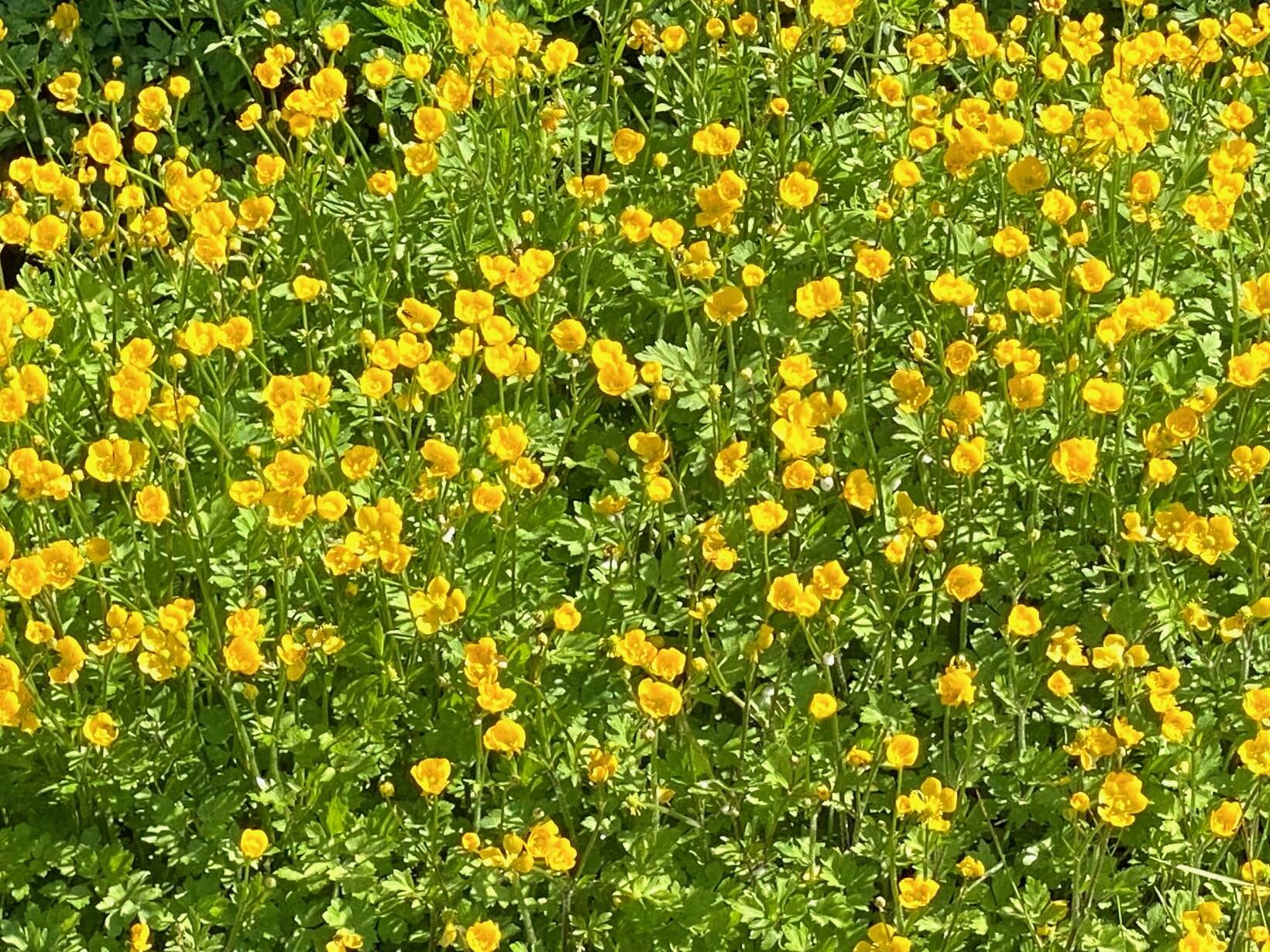 A cheery field of buttercups in Cowee Meadows seen on June 19. (Photo by Denise Carroll)