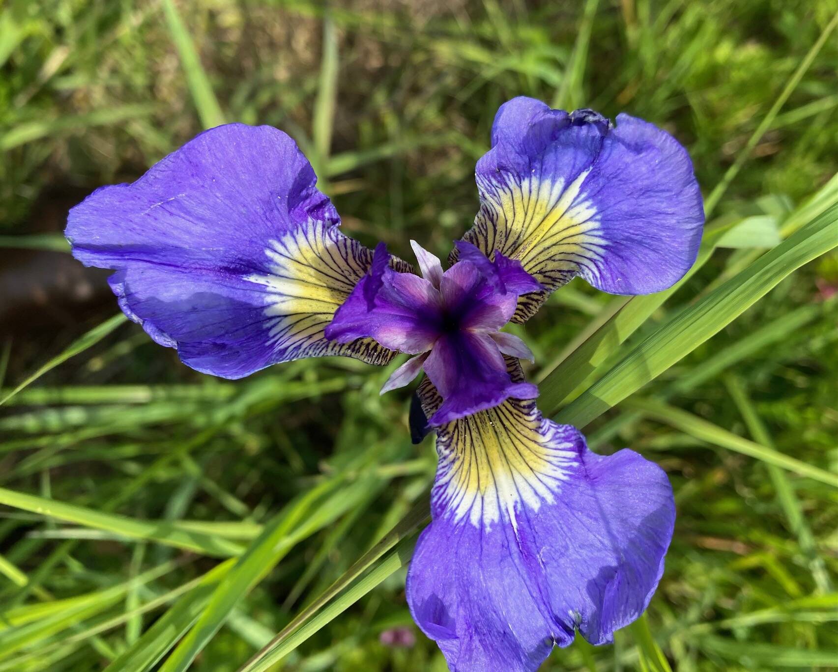Wild iris abound in Cowee Meadows on June 19. (Photo by Denise Carroll)