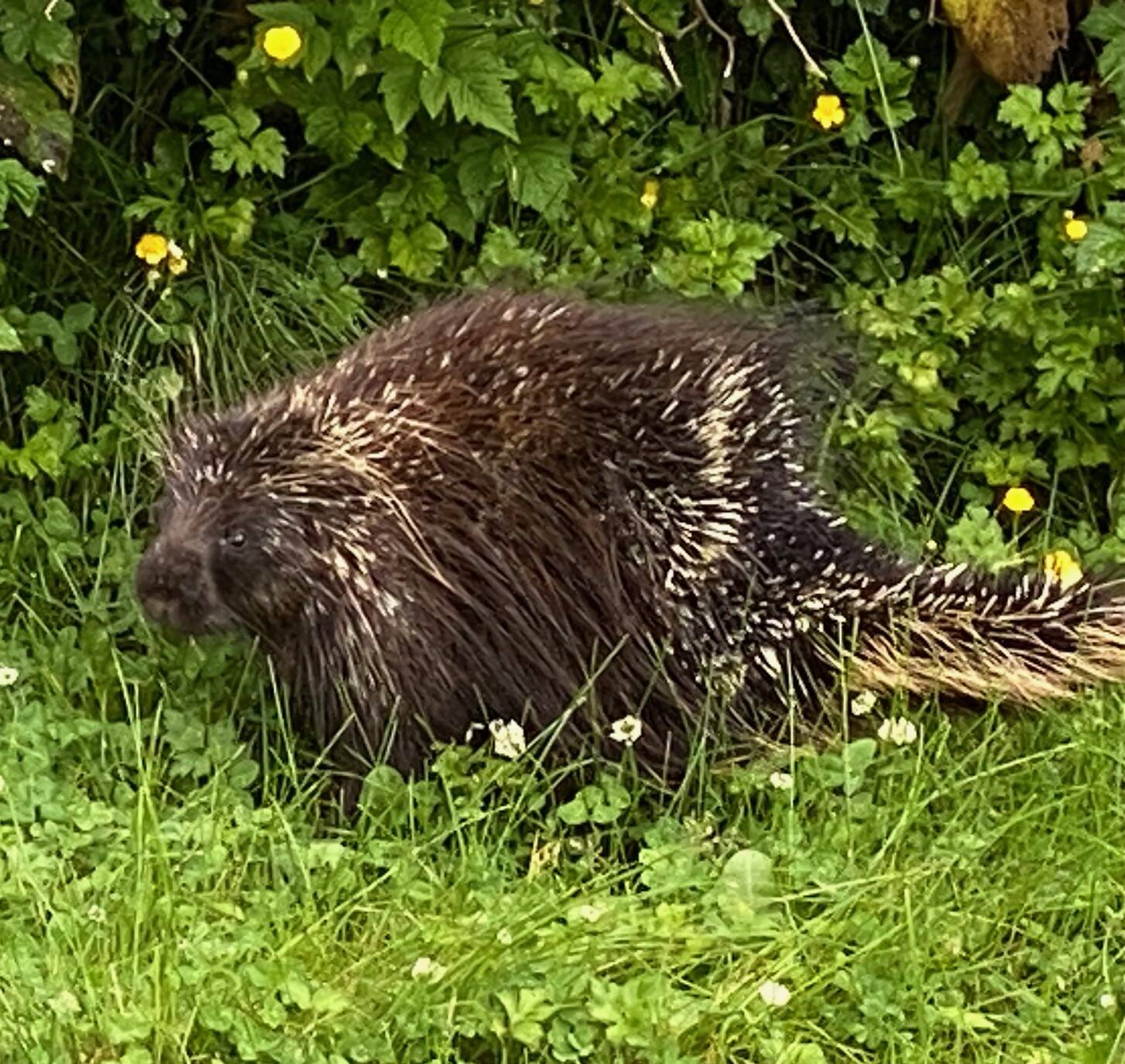 A porcupine glances as a jogger passes along Glacier Highway on June 26. (Photo by Denise Carroll)