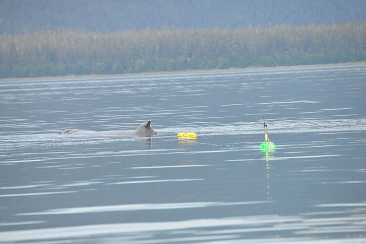 Local humpback whale Manunauna is seen this week with trailing yellow crab pot buoys and green satellite tag buoy. (NOAA Fisheries/Suzie Teerlink)