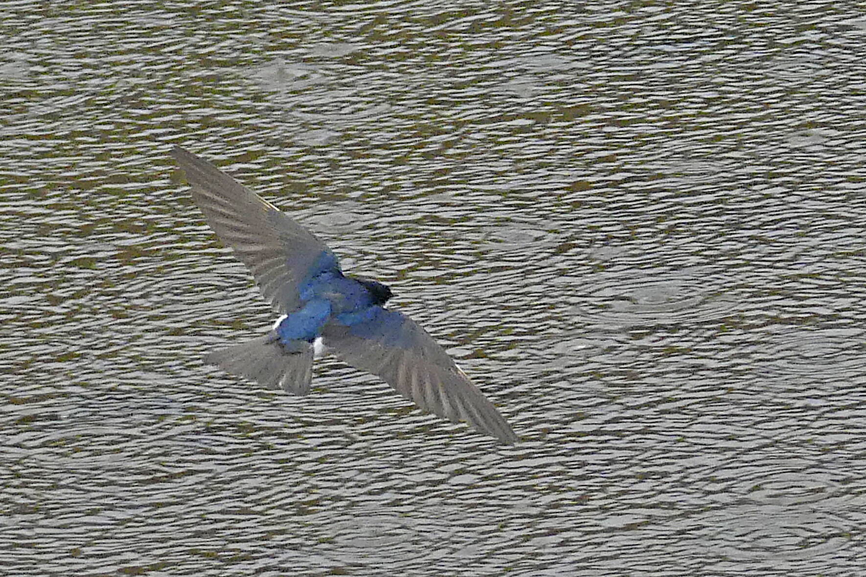 A violet-green swallow has distinctive white flank patches — and wider wings — than a Vaux’s swift. (Photo by Bob Armstrong)