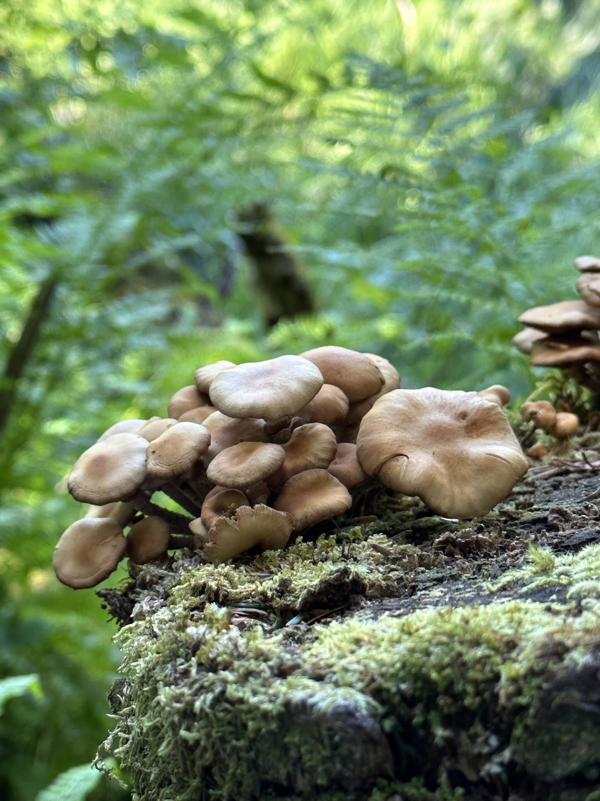 A stump covered in mushrooms along the Boy Scout Beach Trail on July 8. (Photo by Deana Barajas)