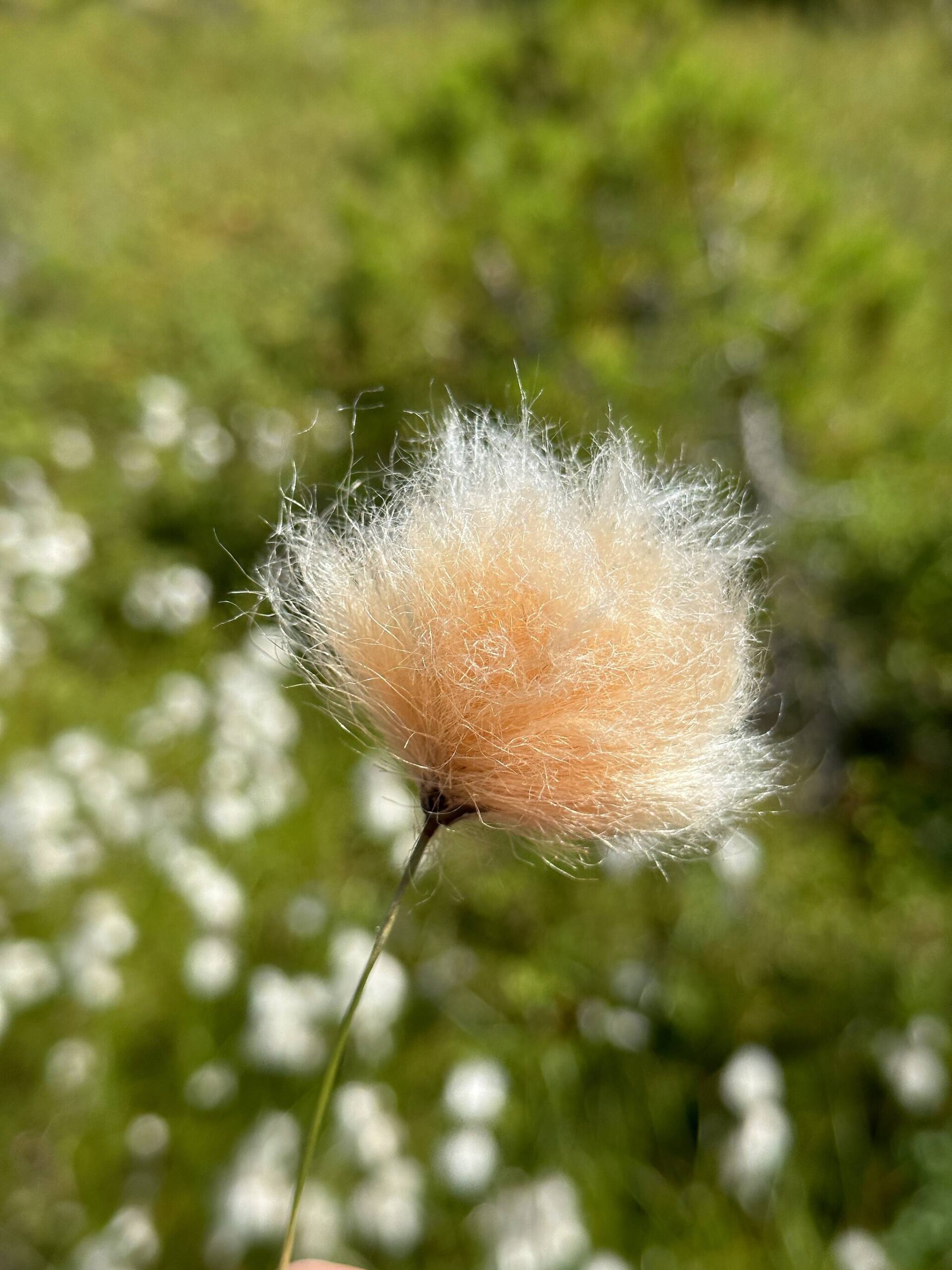 An Alaska cotton along the Horse Tram Trail on July 8. (Photo by Deana Barajas)