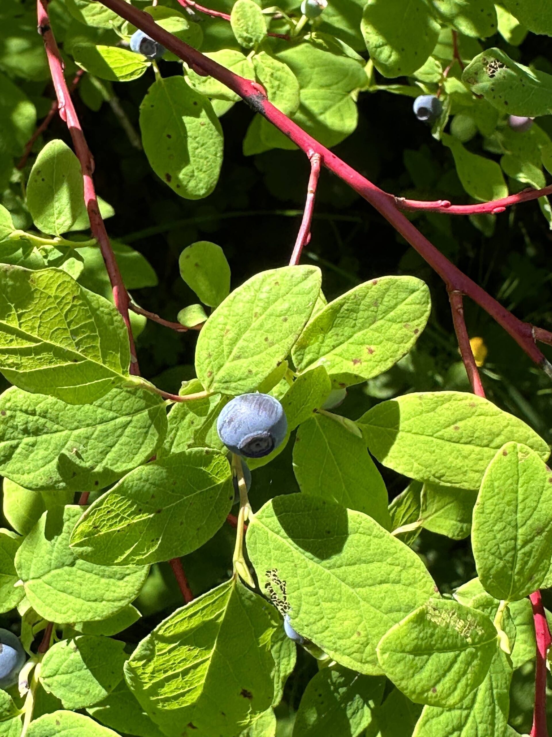A blue huckleberry along the Horse Tram Trail on July 8. Most people call blueberries and blue huckleberries the same thing: blueberries. However, red huckleberries have green stems and blue huckleberries have red stems. (Photo by Deana Barajas)