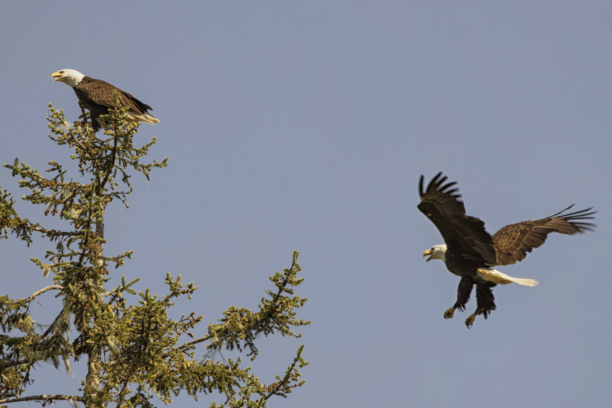 A pair of bald eagles out by the Salt Chuck at Amalga Harbor on July 7. (Courtesy photo / Kenneth Gill, gillfoto)
