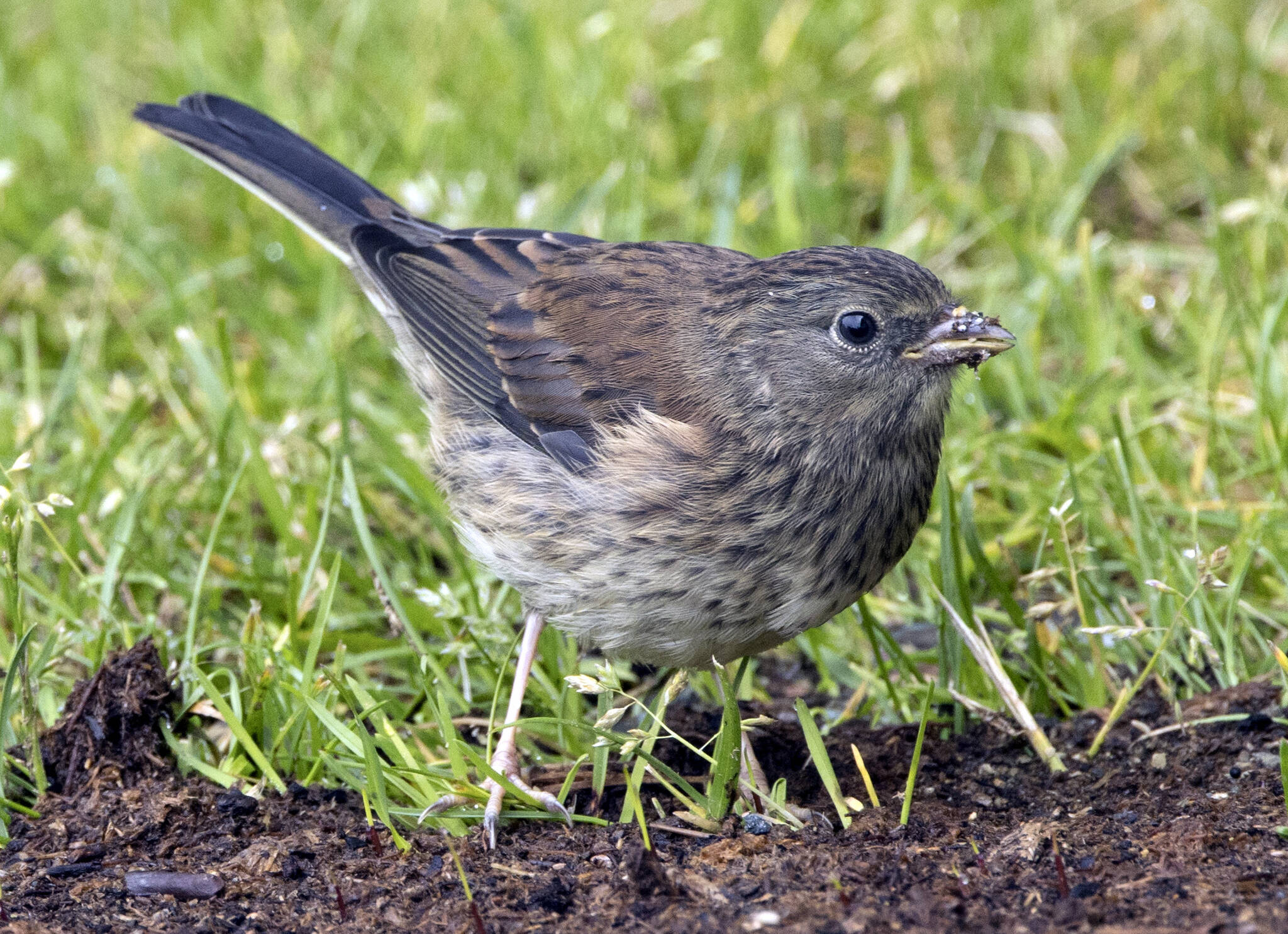 Dark-eyed Junco juvenile in a garden with new grass seedlings on July 6. (Courtesy photo / Kenneth Gill, gillfoto)