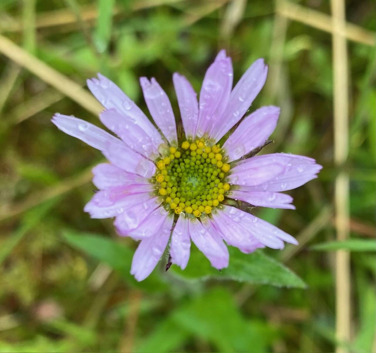 An Aster sprinkled with raindrops along the Herbert Glacier Trail on June 30. (Photo by Denise Cartoll)
