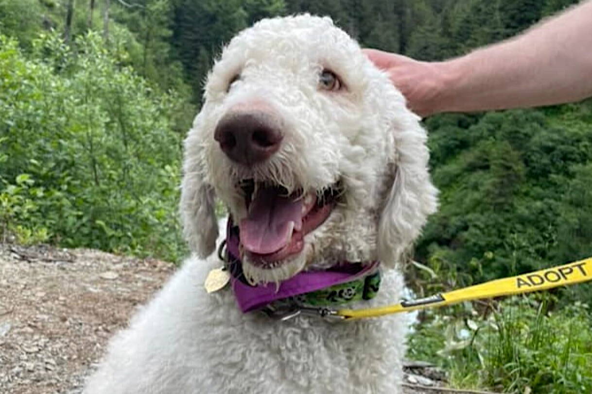 George, a two-year-old poodle in Juneau, is slated to receive cataracts surgery to restore his sight following a successful GoFundMe campaign that raised the necessary funds in less than 24 hours. (Courtesy of Angela Noon / GoFundMe)