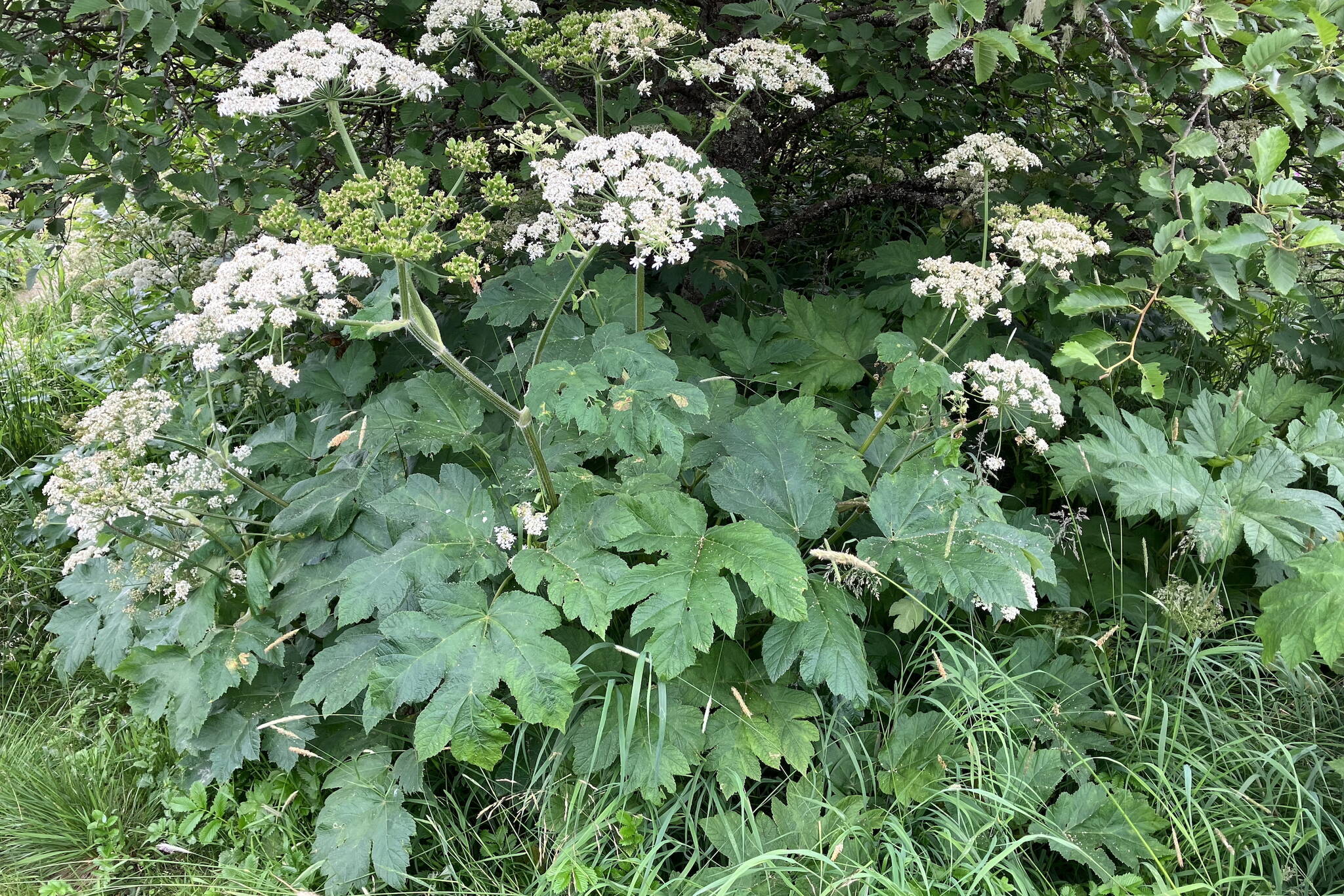 Cow parsnip, also known as Indian rhubarb, is common along Juneau’s trails. (Photo by Mary F. Willson)