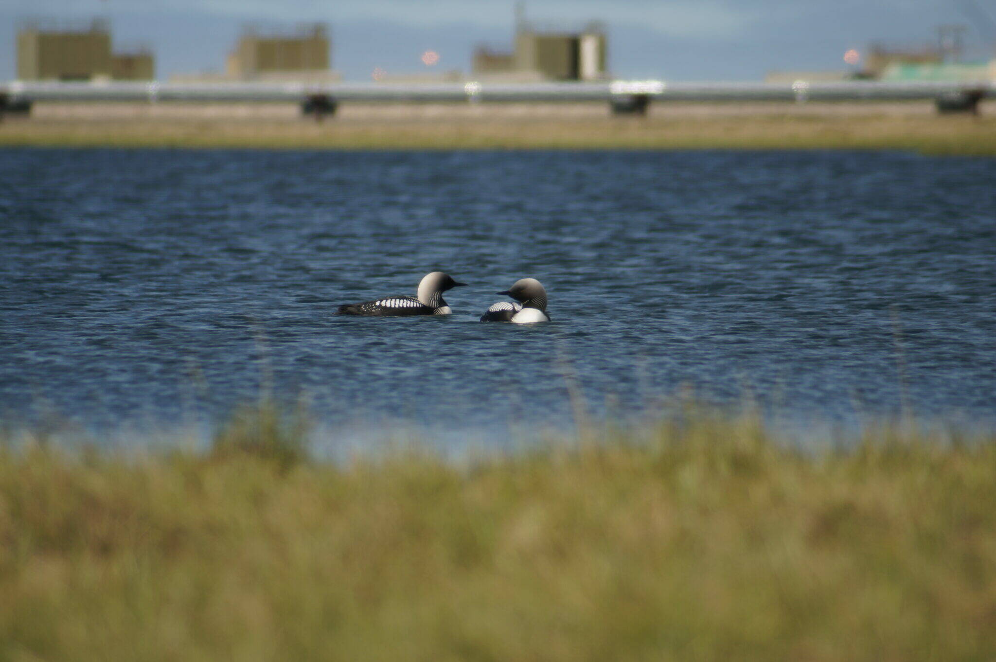 Loons swim near a pipeline and other oil field infrastructure at the Greater Prudhoe Bay Unit on Alaska’s North Slope in this undated photo. A new study finds that nest survival is lower for birds closer to high-use infrastructure. (Photo by Kayla Scheimreif/Wildlife Conservation Society)