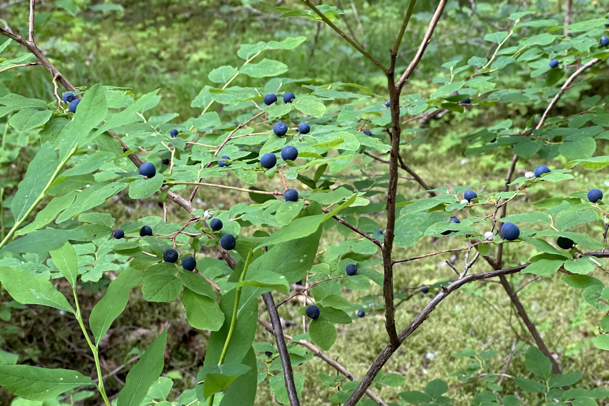 Berries along the Tolch Rock Trail on July 15. (Photo by Deana Barajas)