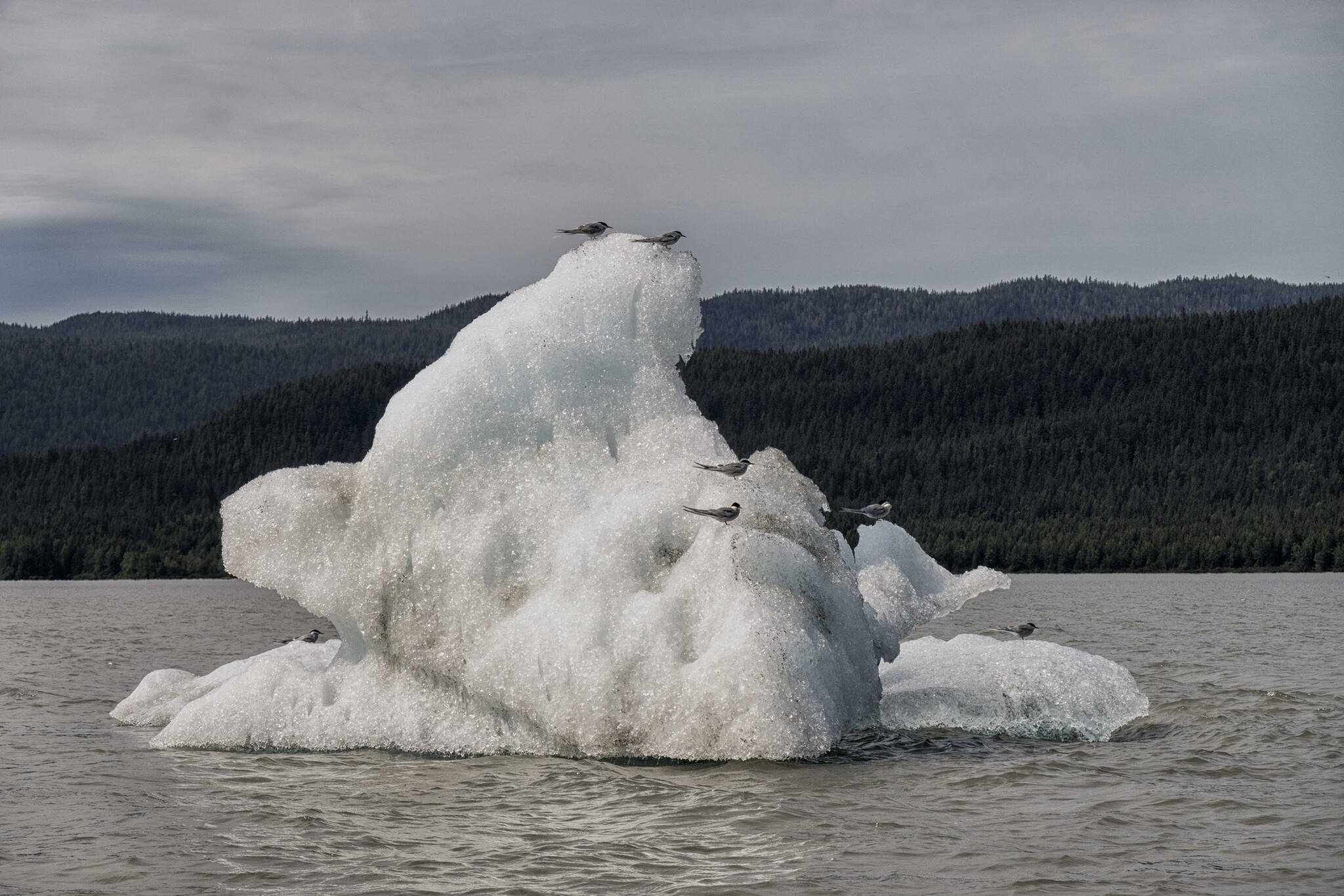 Arctic Terns perch on a recent iceberg from the Mendenhall Glacier on July 14. (Courtesy Photo / Kenneth Gill, gillfoto)