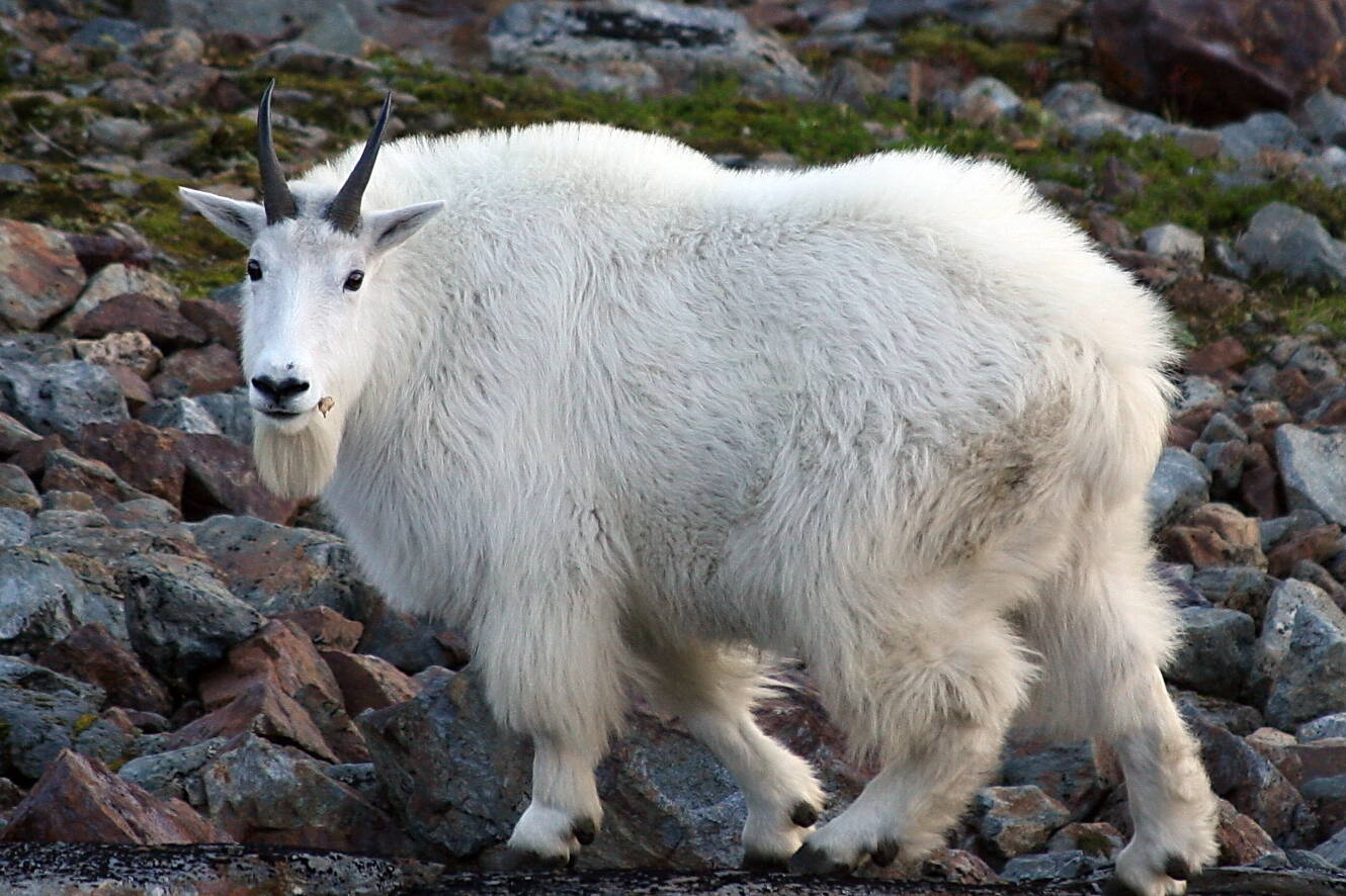 A female mountain goat on a rocky slope on Baranof Island. (Phil Mooney/Alaska Department of Fish and Game)