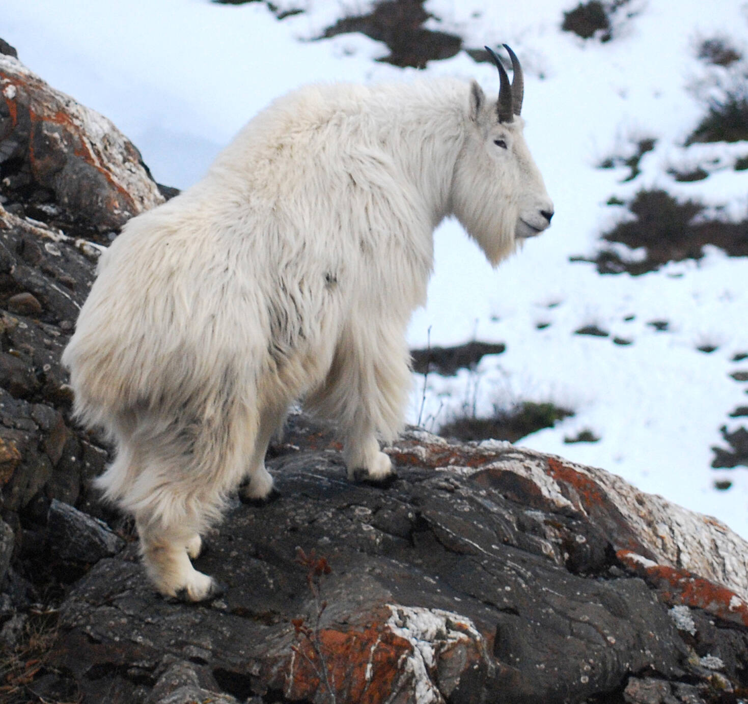 A male mountain goat above Lynn Canal. (Kevin White/Alaska Department of Fish and Game)