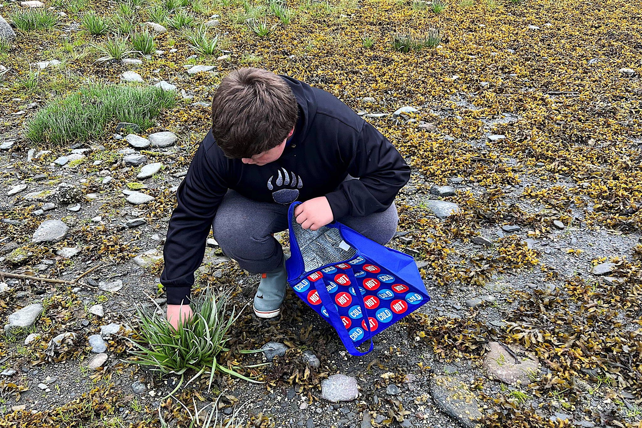 Jonah Hurst harvests goose tongue on Shoemaker Beach in Wrangell as a gift to local Elders. (Photo by Vivian Faith Prescott)