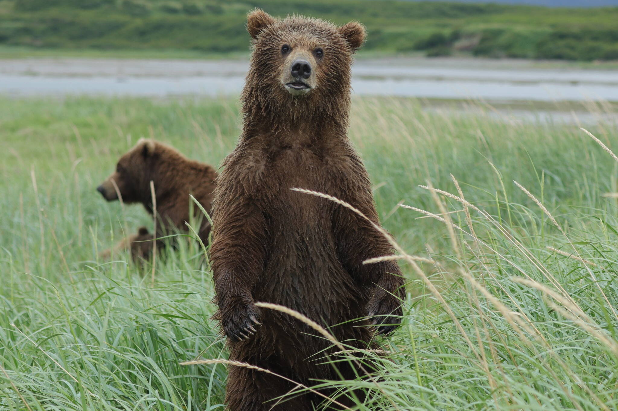 Brown bears at the McNeil River State Game Sanctuary. (Alaska Department of Fish and Game photo)