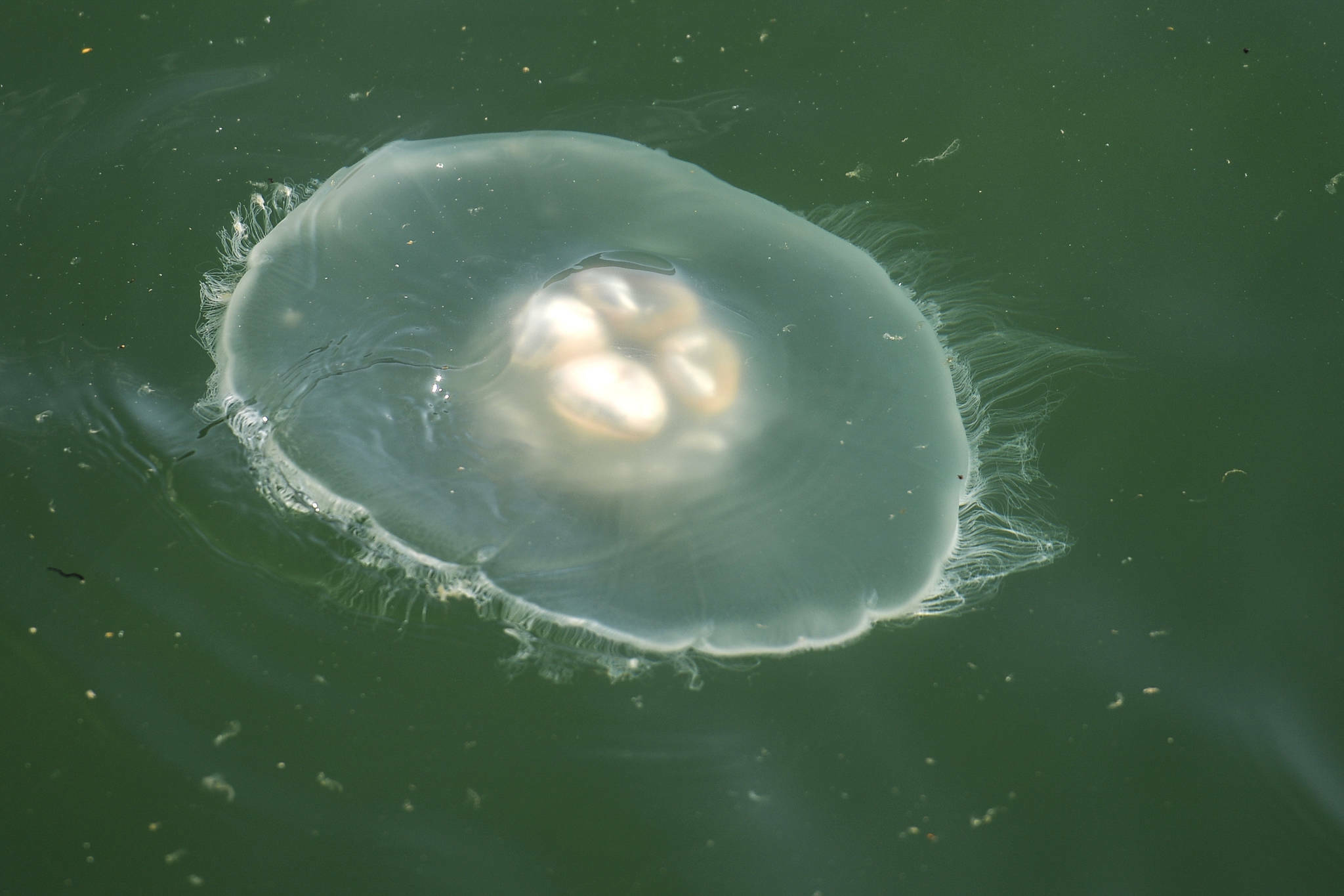 A moon jellyfish swims in Gastineau Channel on Sept. 5, 2019. (Michael Penn / Juneau Empire File)