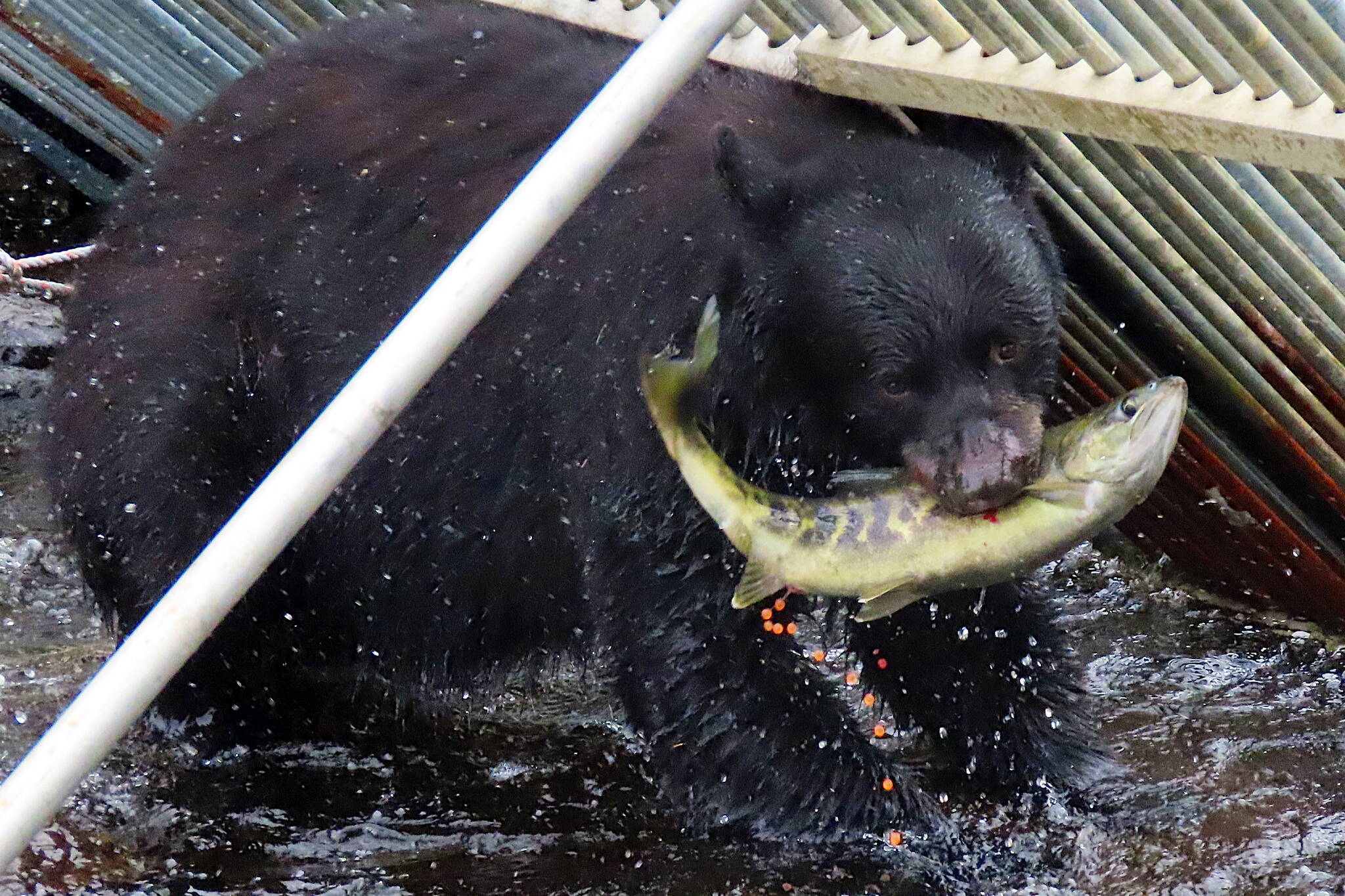 A black bear catches a salmon, causing eggs to squirt out, at Peterson Lake on July 26. The bear then ignored the salmon and ate the eggs before hunting for more fish. (Photo by Steve Hamilton)
