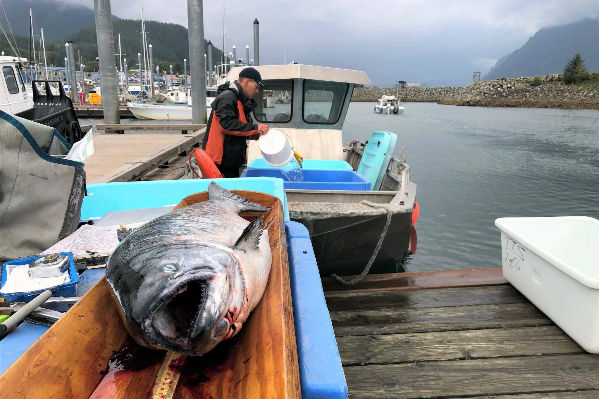 A king salmon is laid out for inspection by Alaska Department of Fish and Game at the Mike Pusich Douglas Harbor during the Golden North Salmon Derby on Aug. 25, 2019. (Peter Segall / Juneau Empire File)
