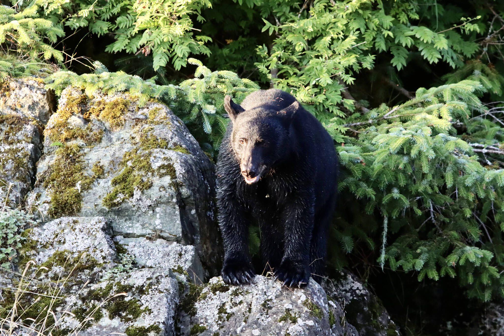 A bear hangs out on a rock during a sunny evening in the Amalga Harbor area in late July. (David Rigas / Juneau Empire)