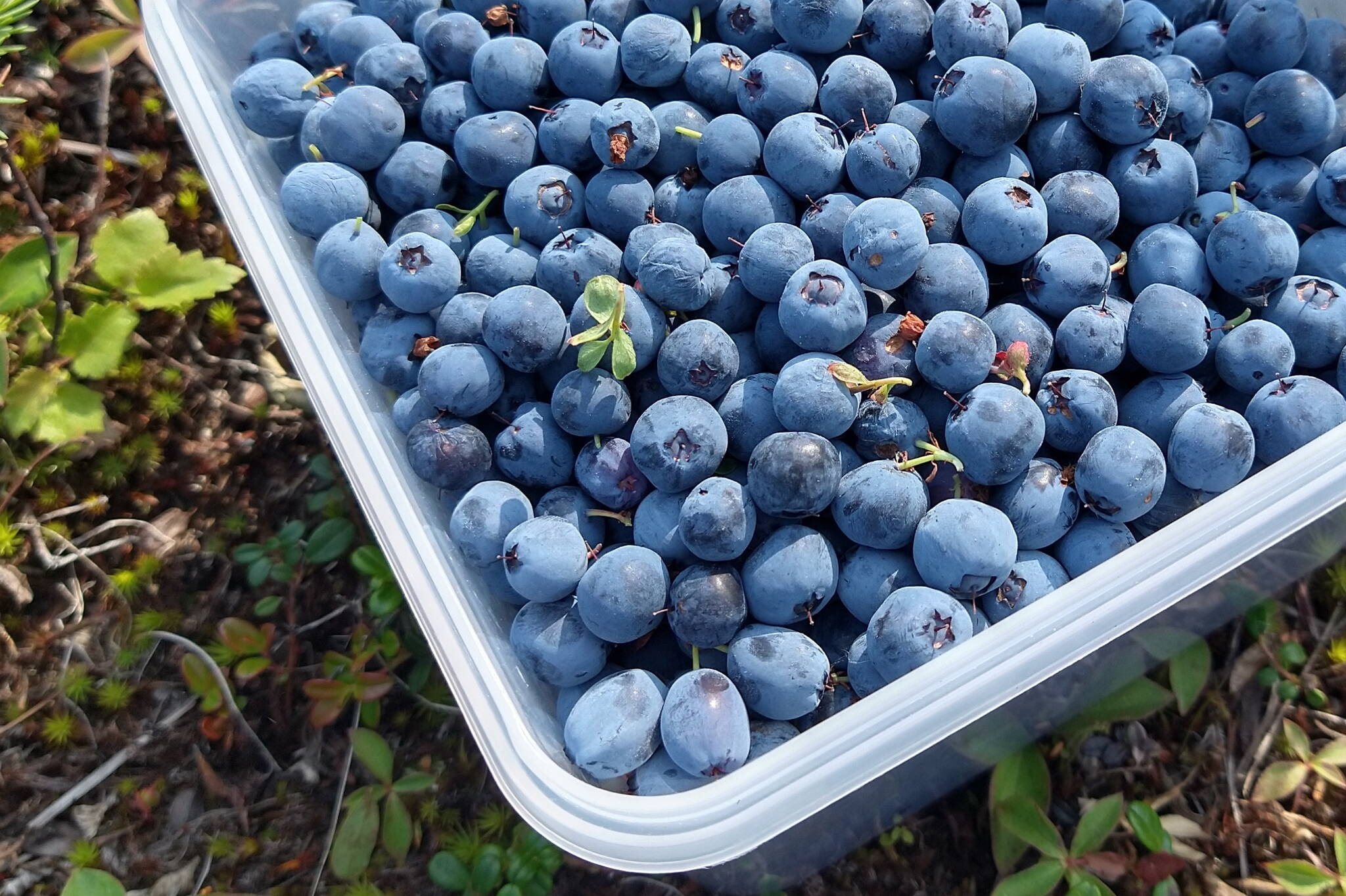 Bog blueberries Zuzana Vaneková picked when she visited Alaska recently fill a plastic container. (Photo by Zuzana Vaneková)